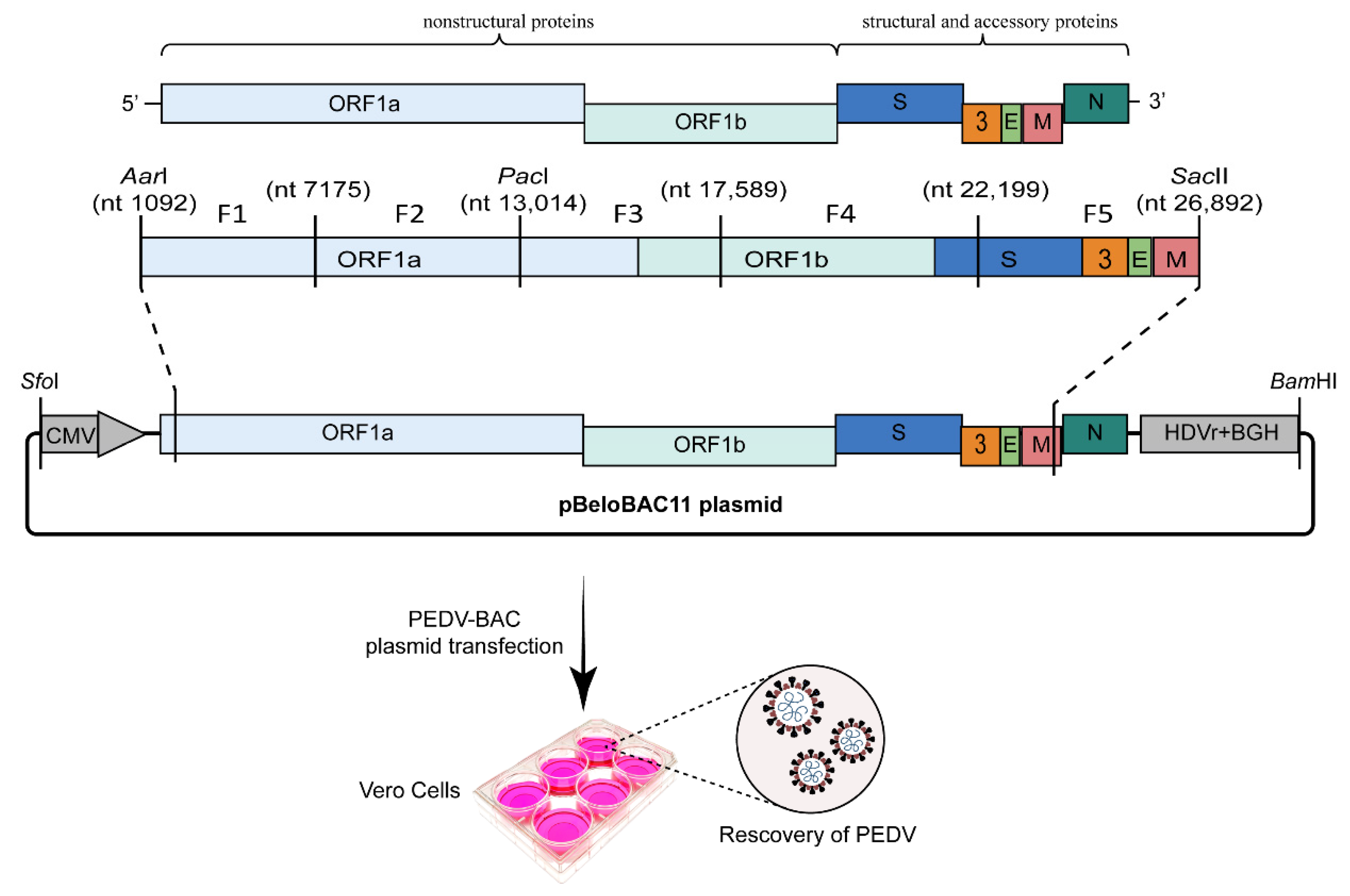 Viruses 15 02003 g003