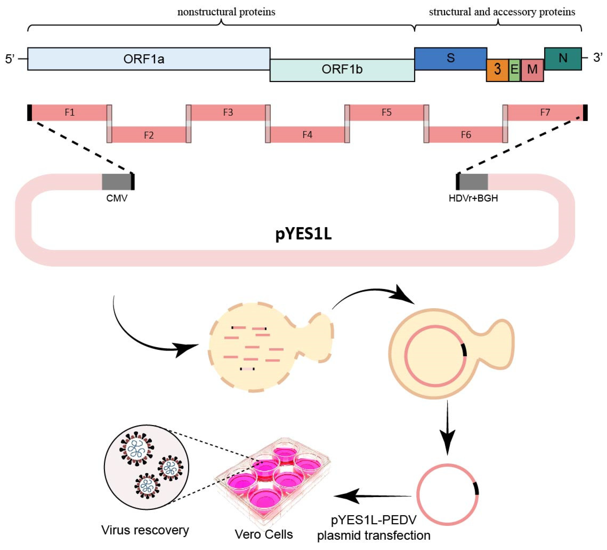 Viruses 15 02003 g004