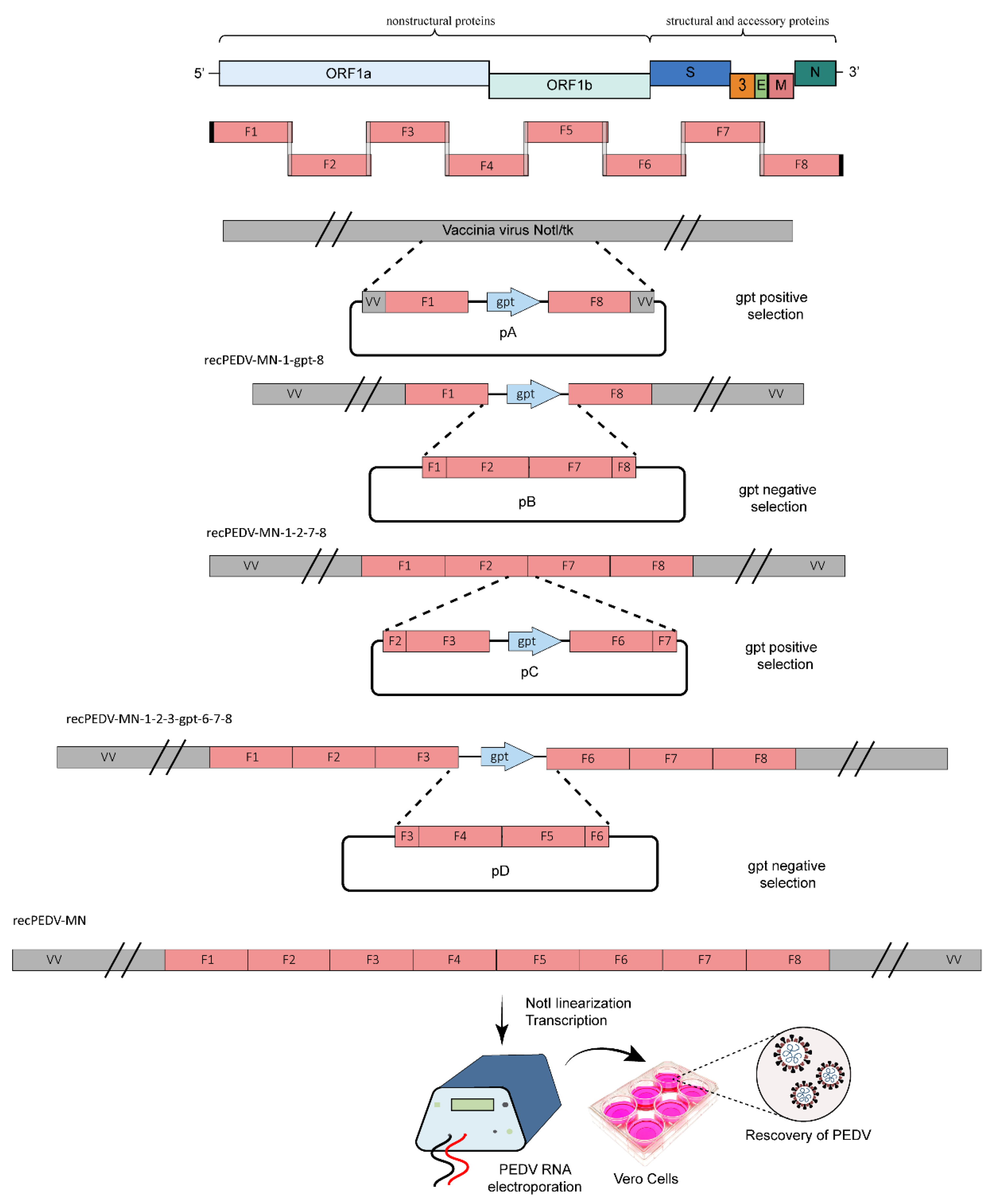 Viruses 15 02003 g005