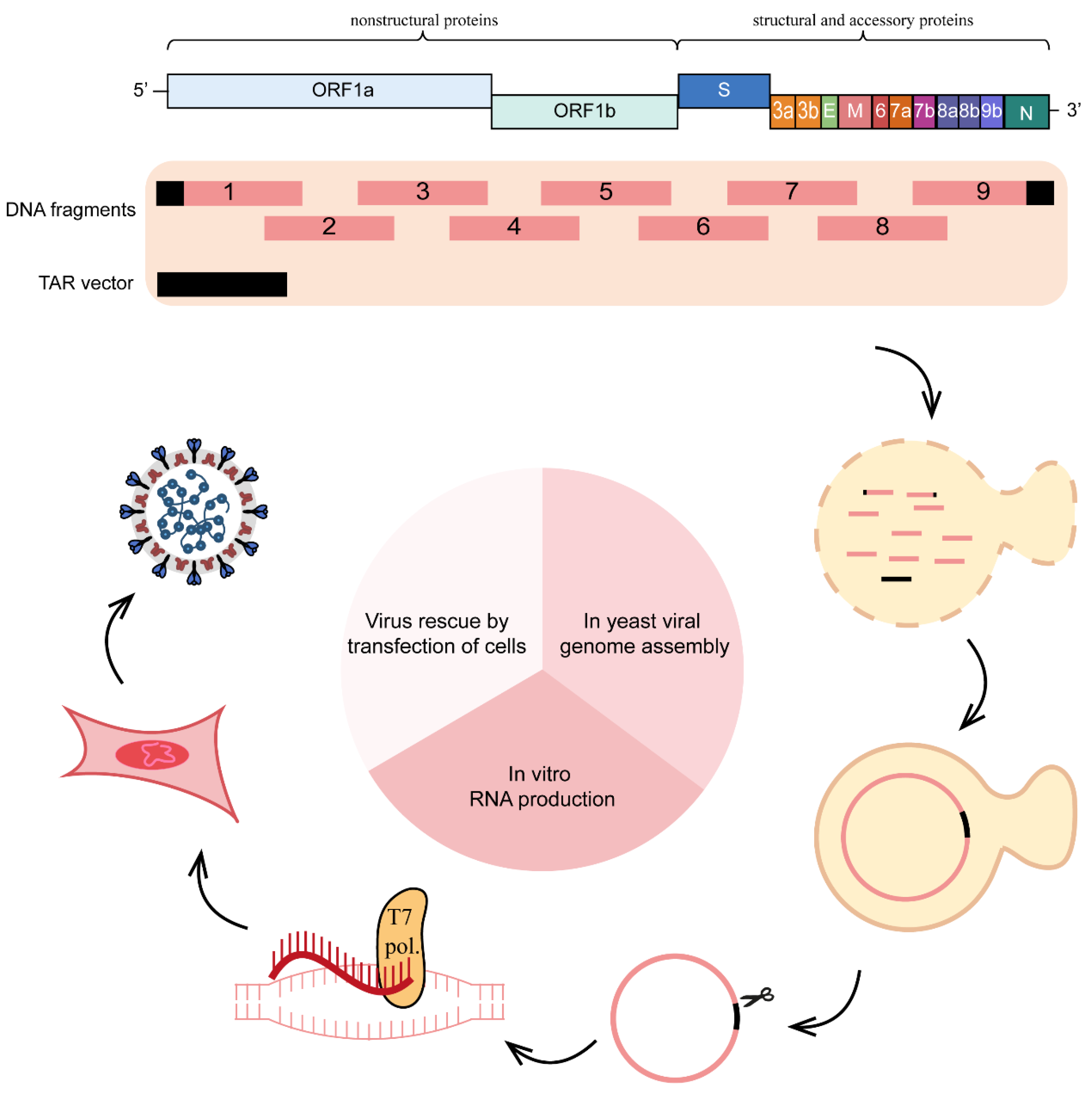 Viruses 15 02003 g006