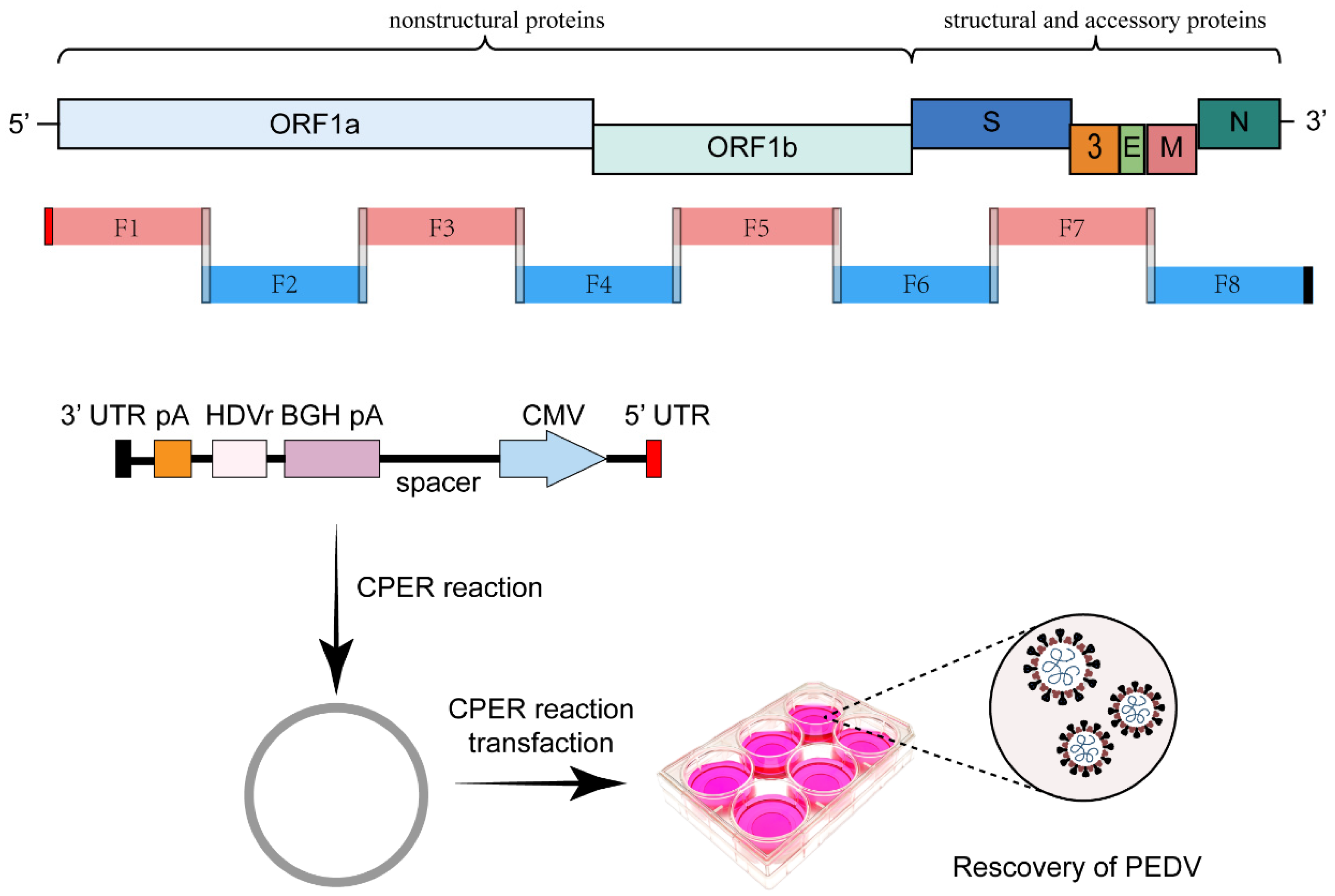 Viruses 15 02003 g007