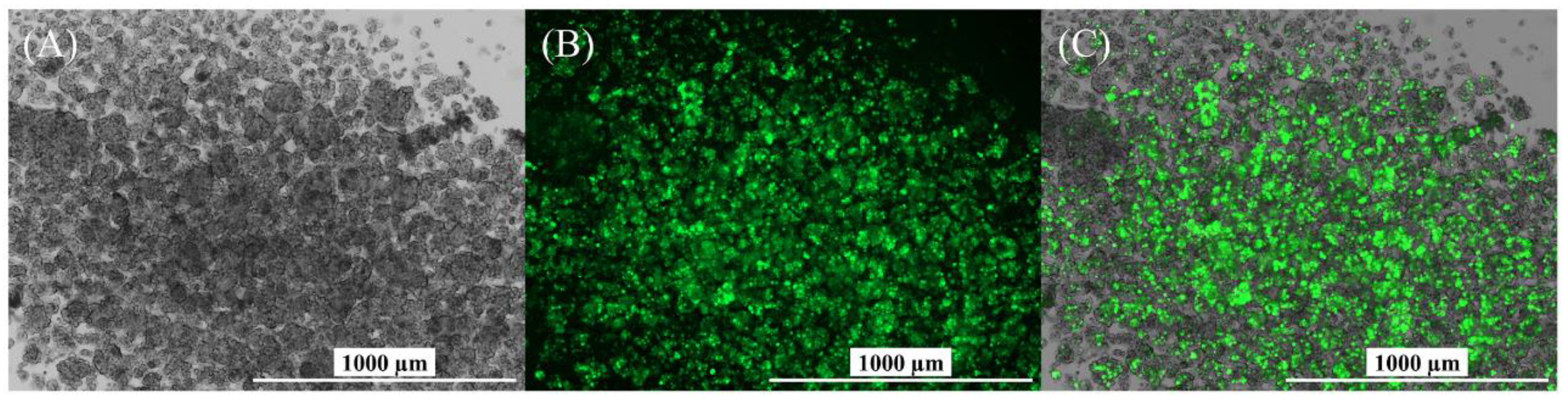 Viruses 15 02013 g0a7 Viruses 15 02013 g0a7