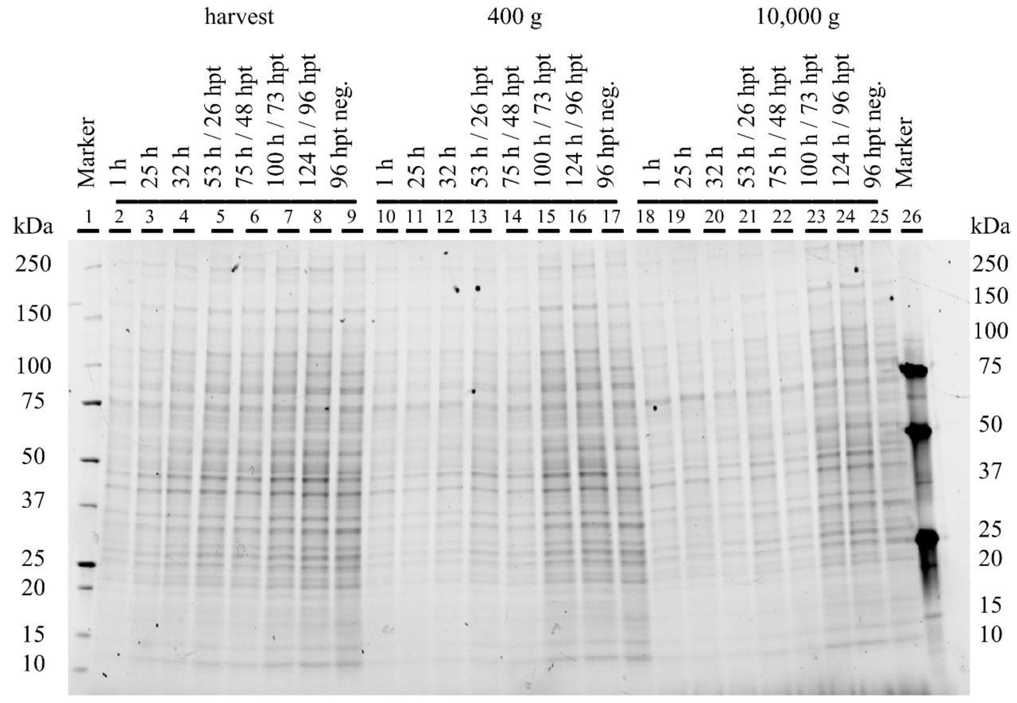Viruses 15 02013 g0a9 Viruses 15 02013 g0a9