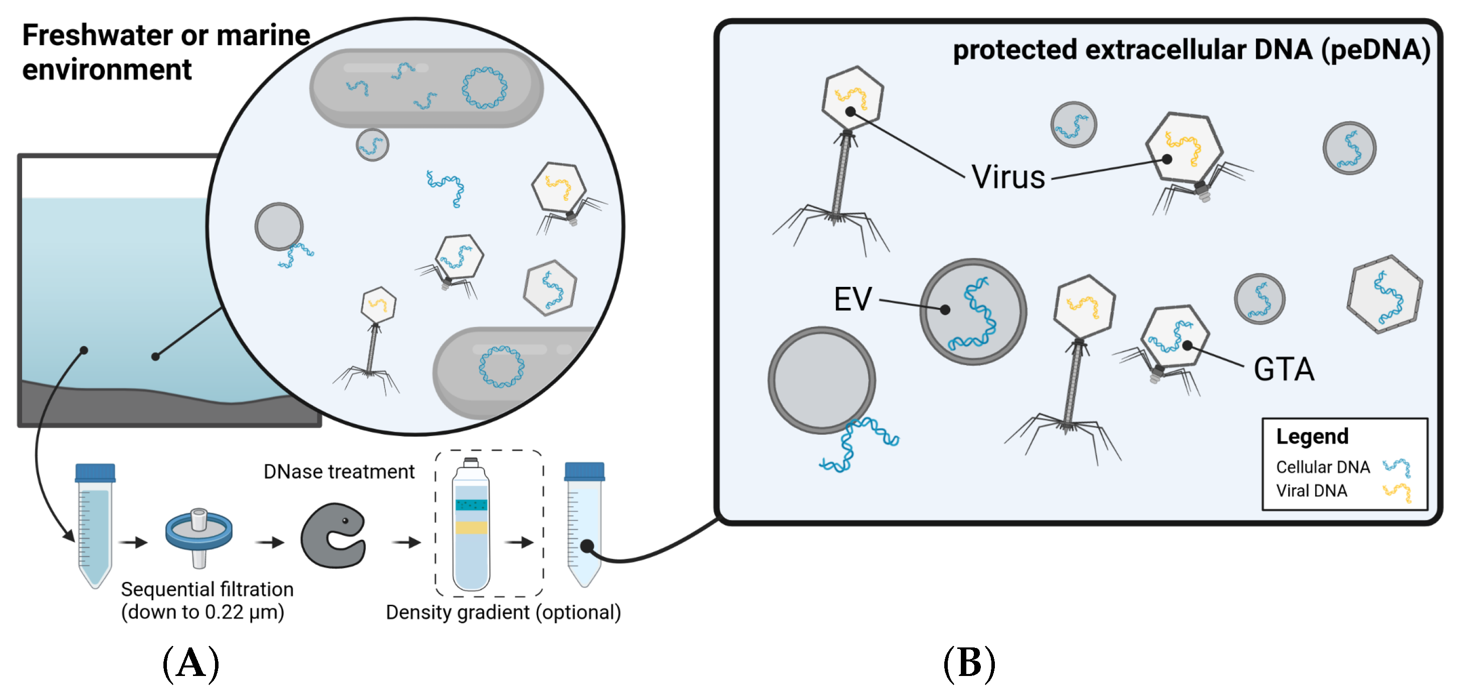 Viruses 15 02031 g005