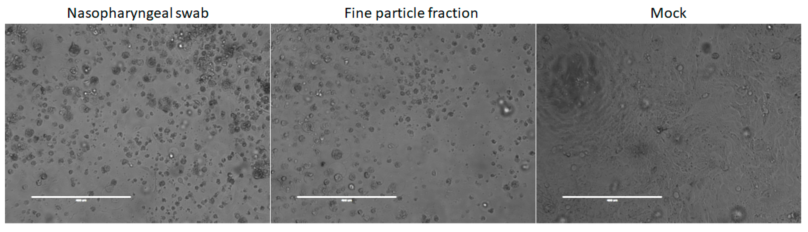 Viruses 15 02033 g002