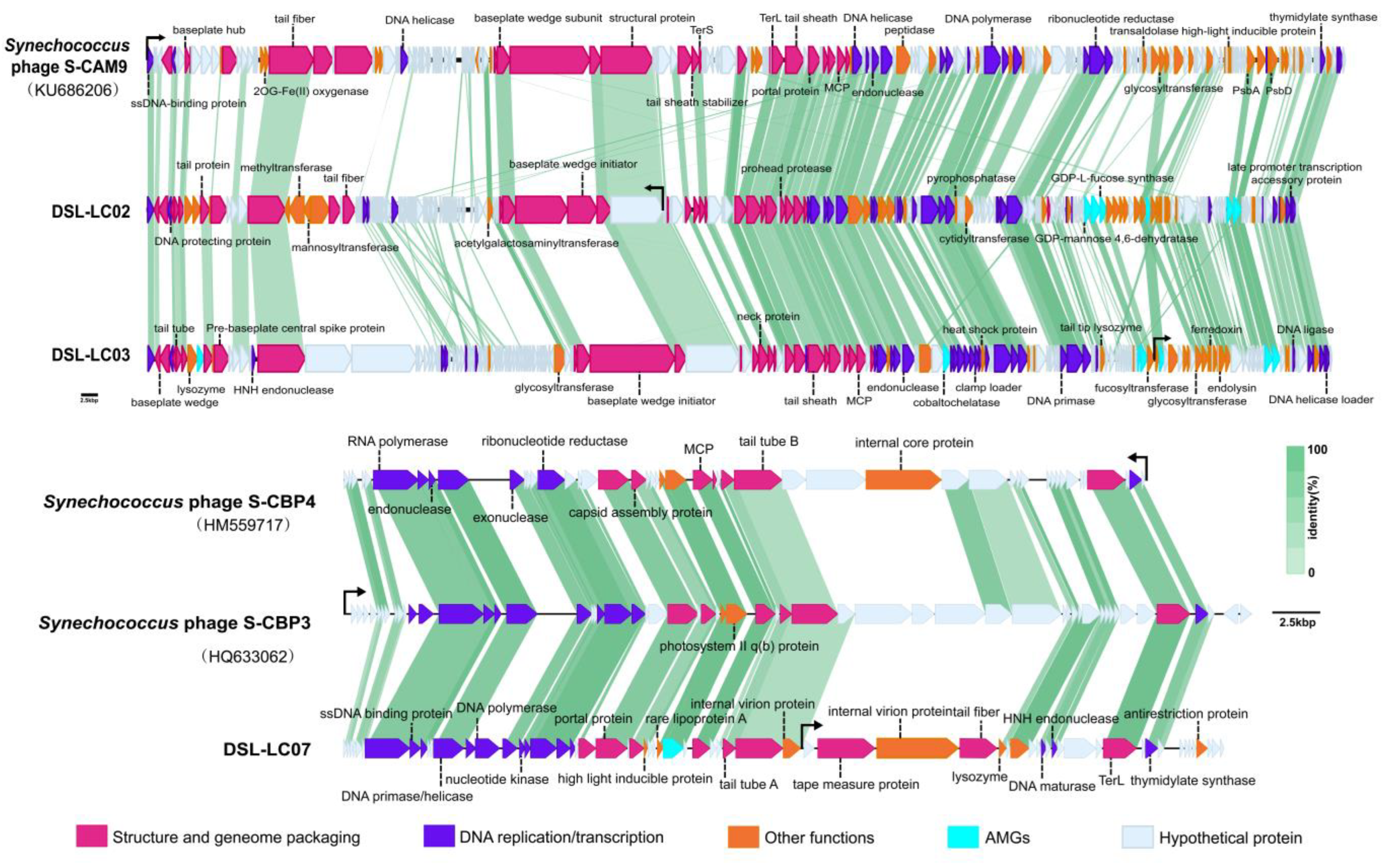 Viruses 15 02038 g001
