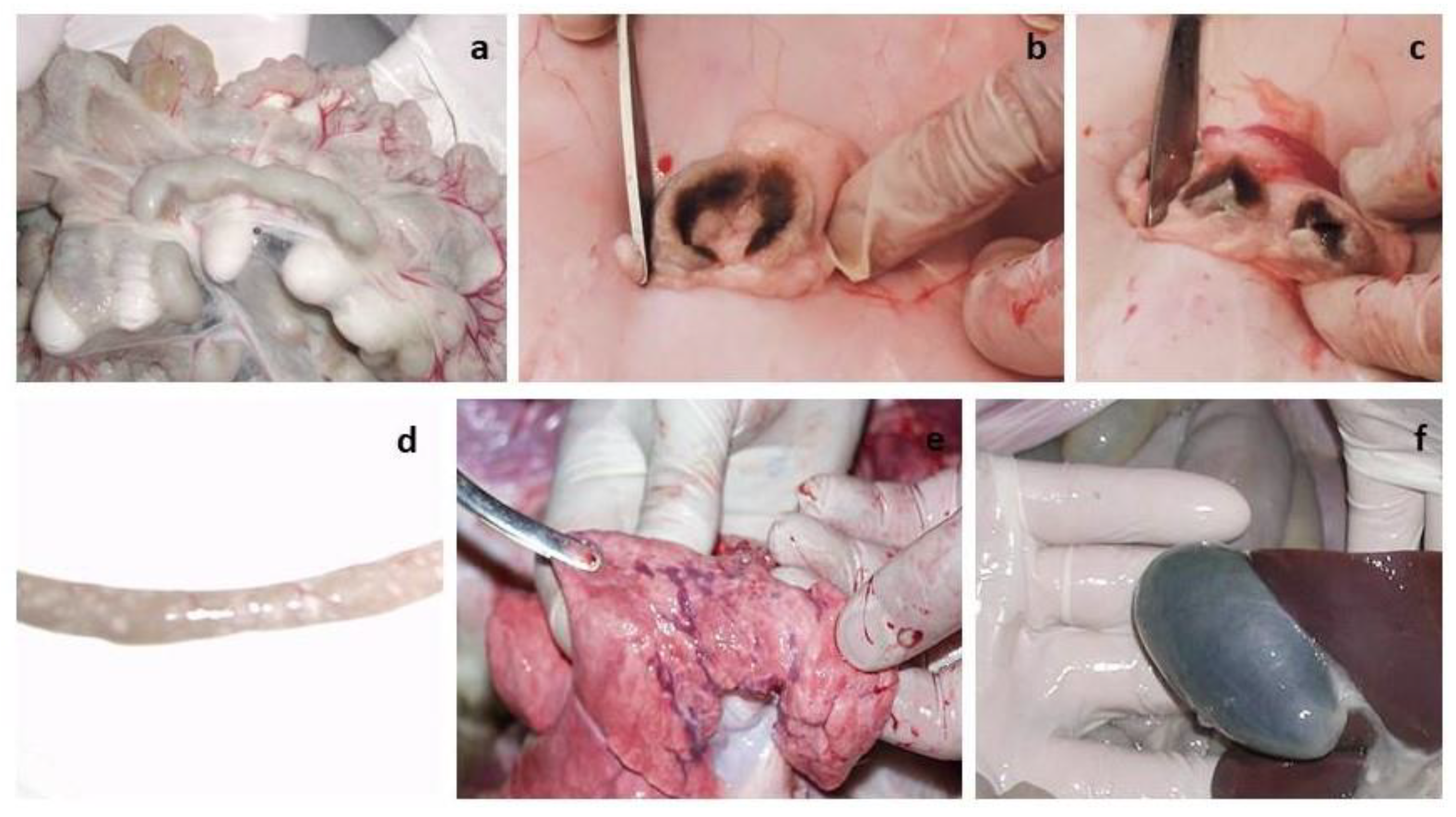 Viruses 15 02054 g009