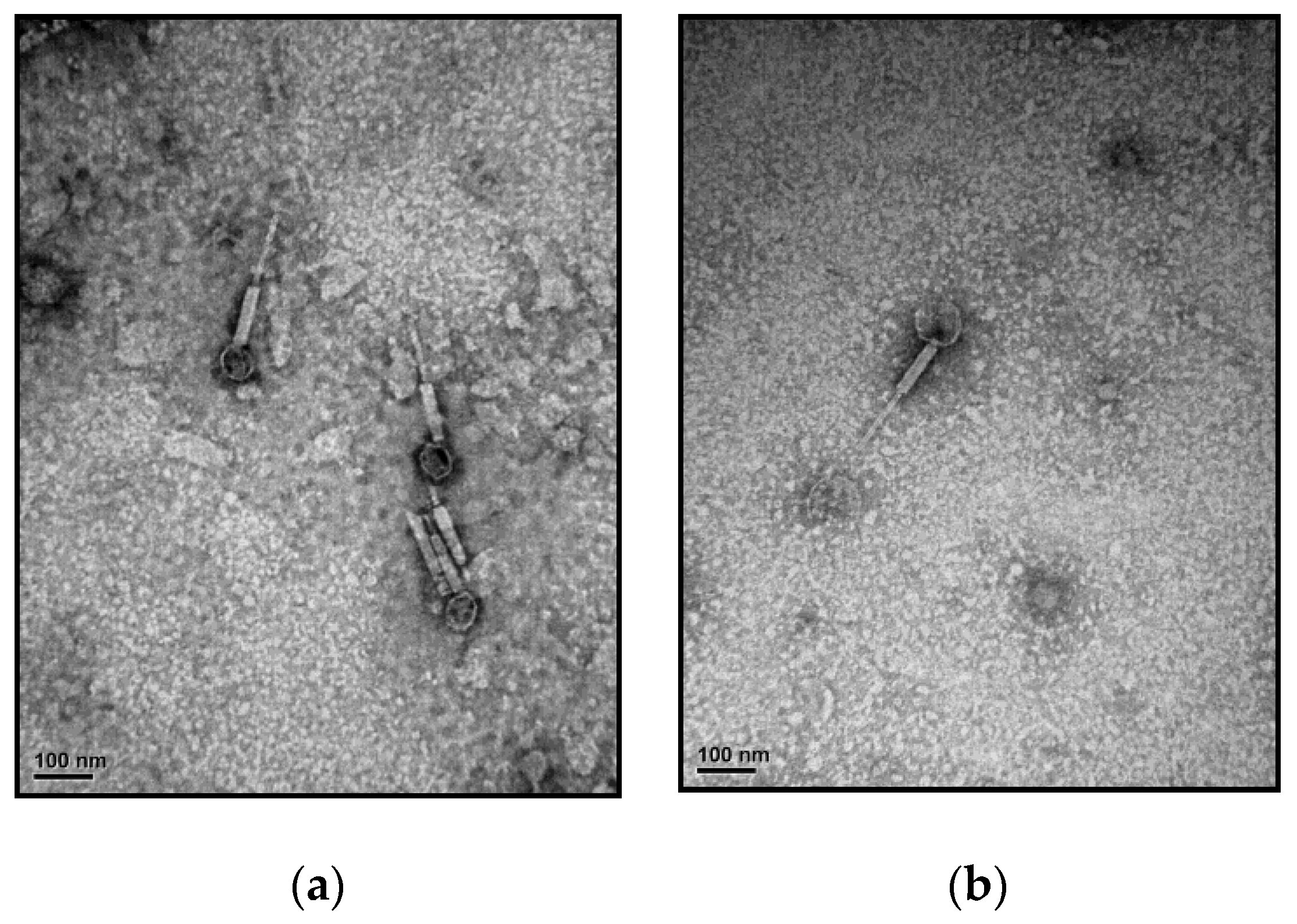 Viruses 15 02061 g001