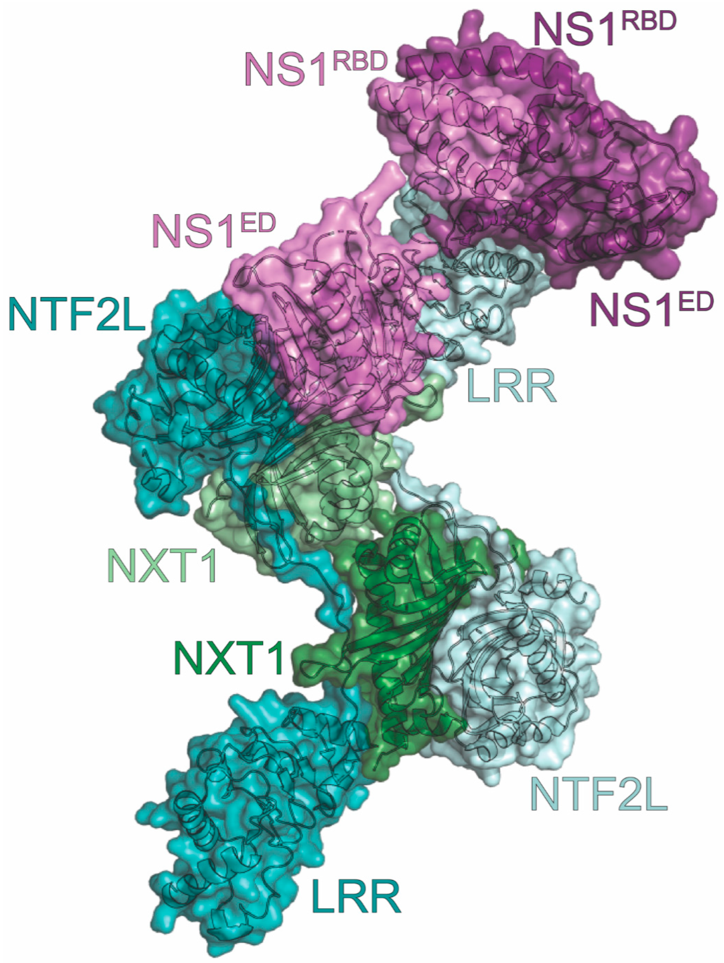Viruses 15 02063 g008 Viruses 15 02063 g008