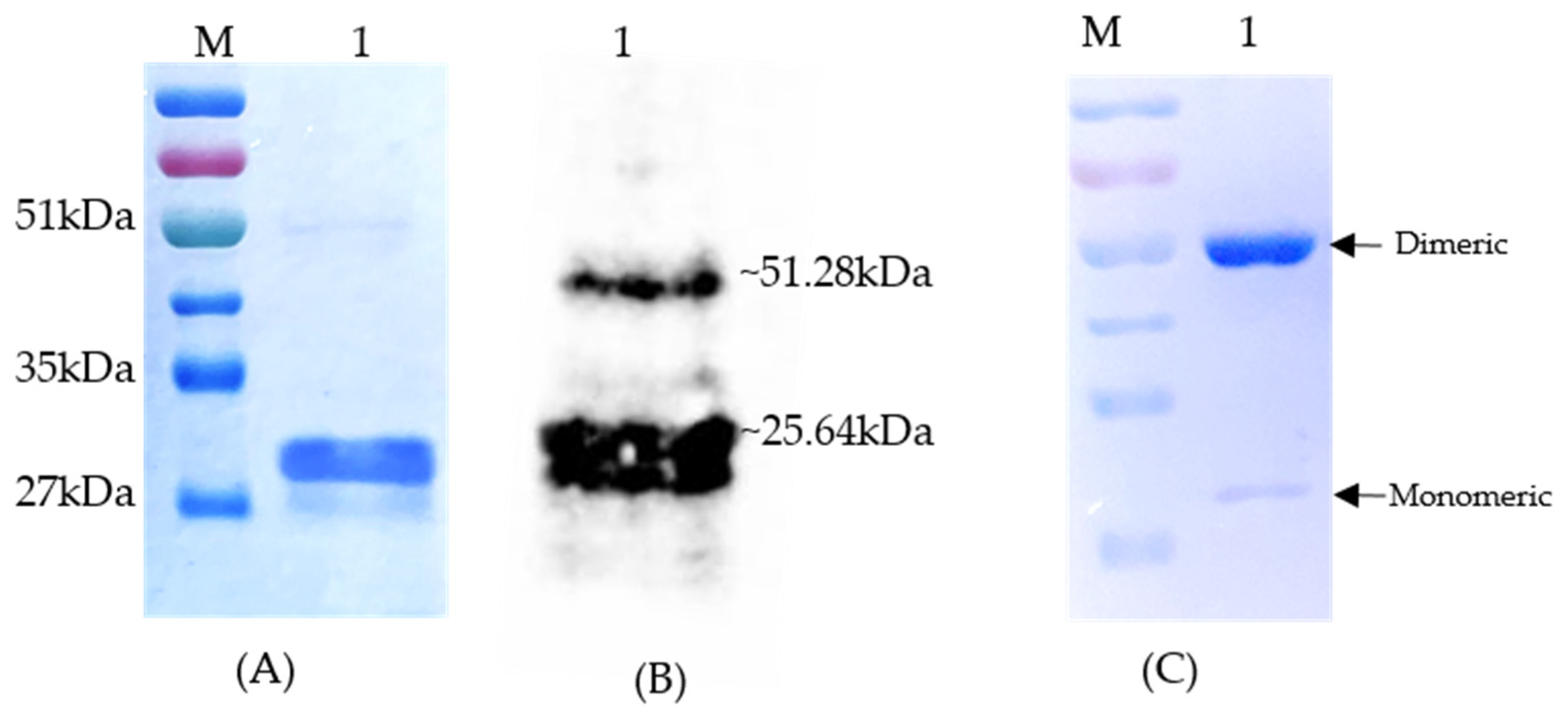 Viruses 15 02069 g001