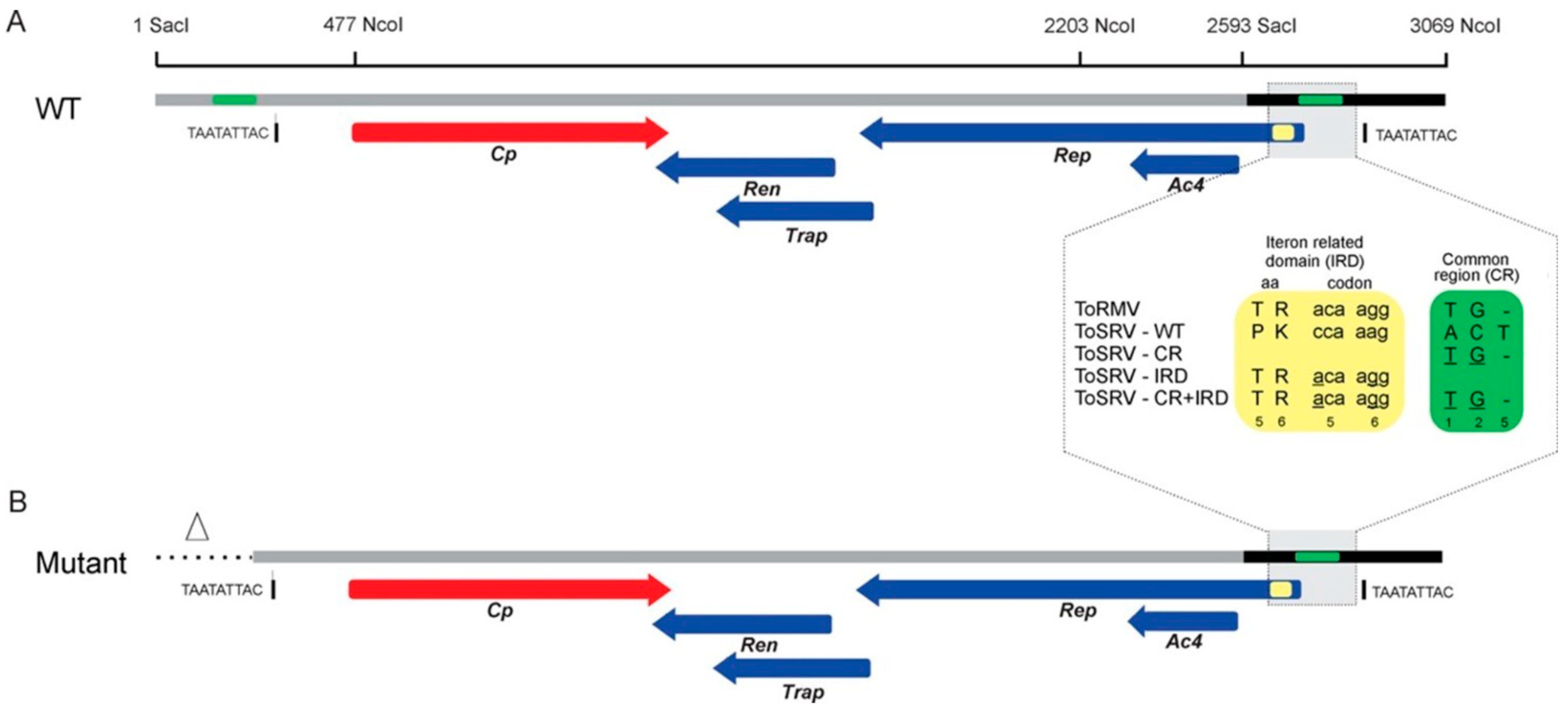 Viruses 15 02074 g002