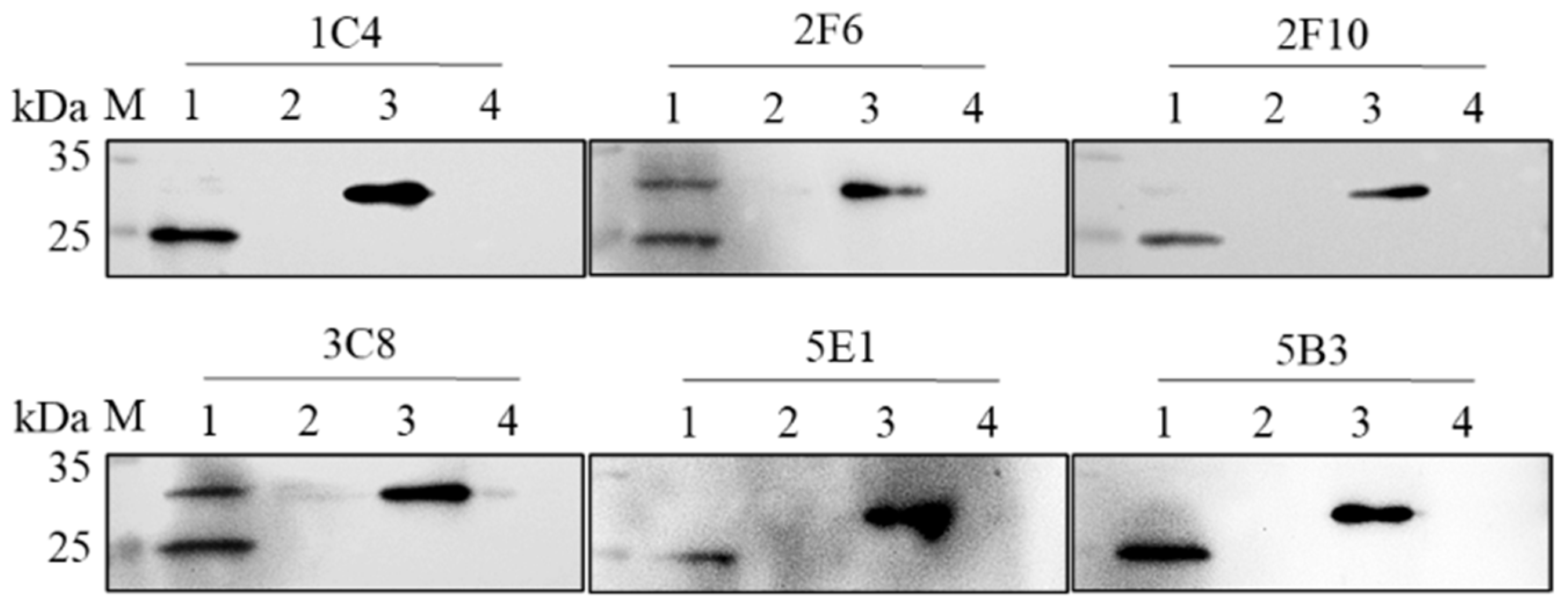 Viruses 15 02081 g002