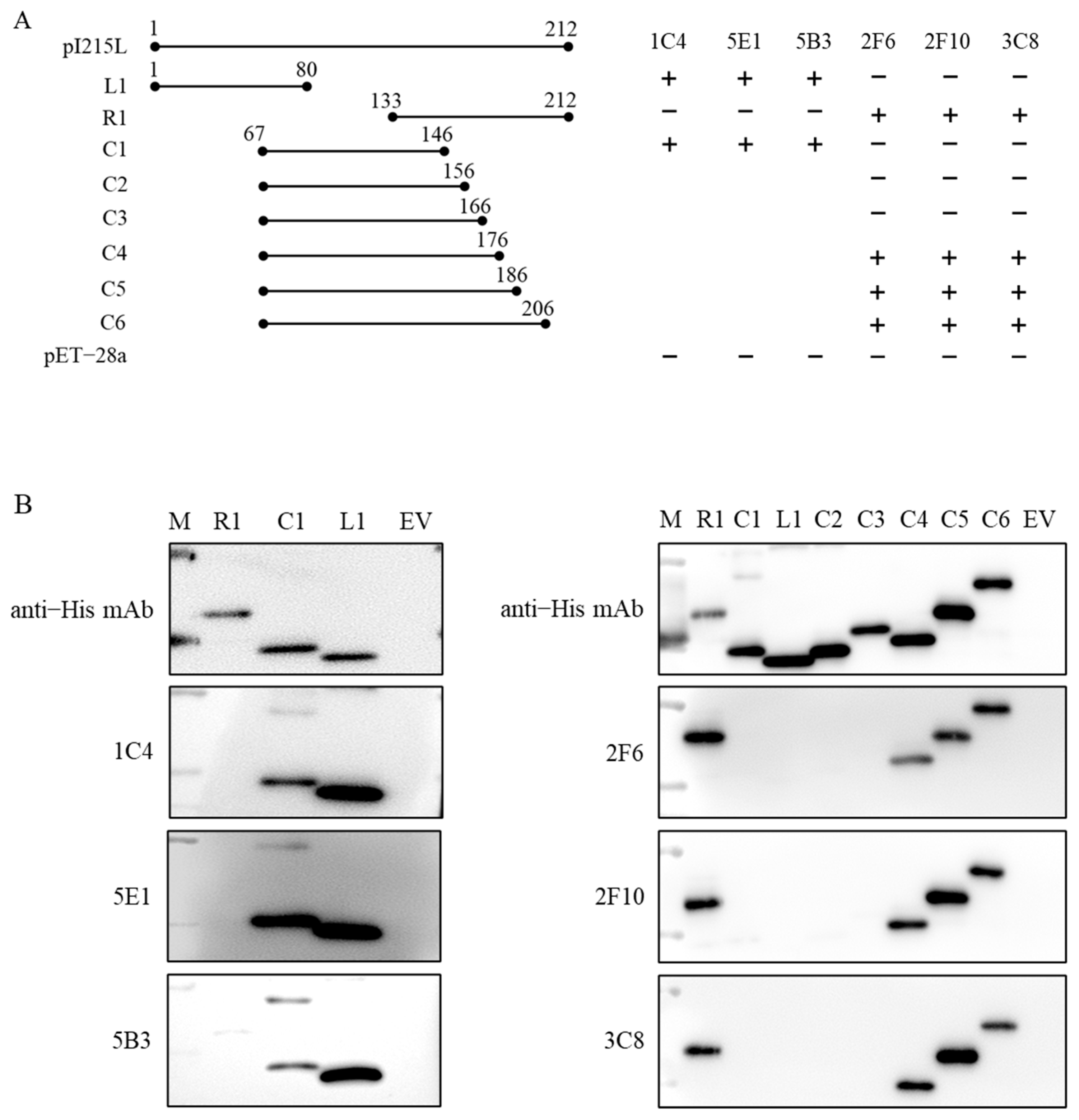 Viruses 15 02081 g003