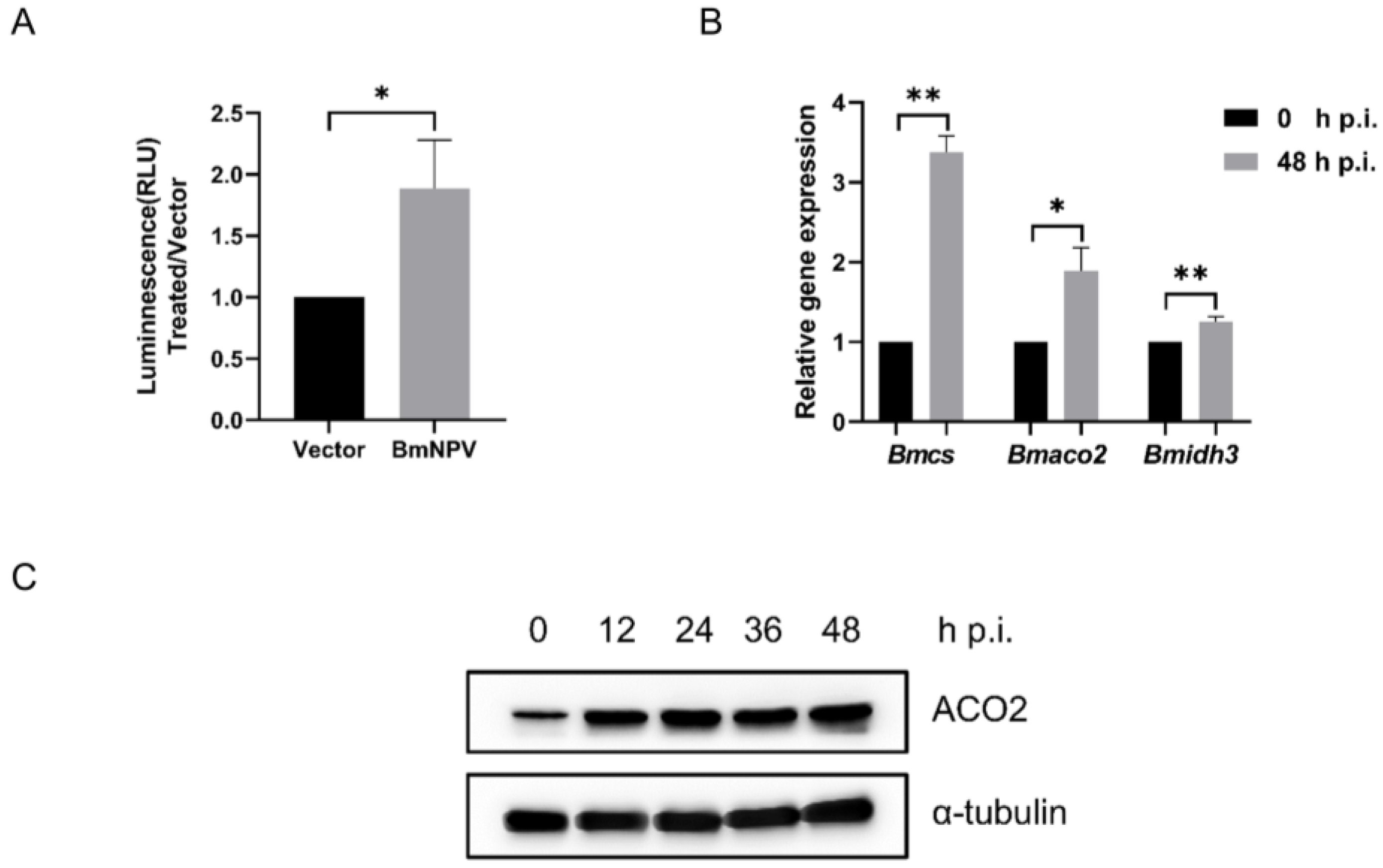 Viruses 15 02084 g001
