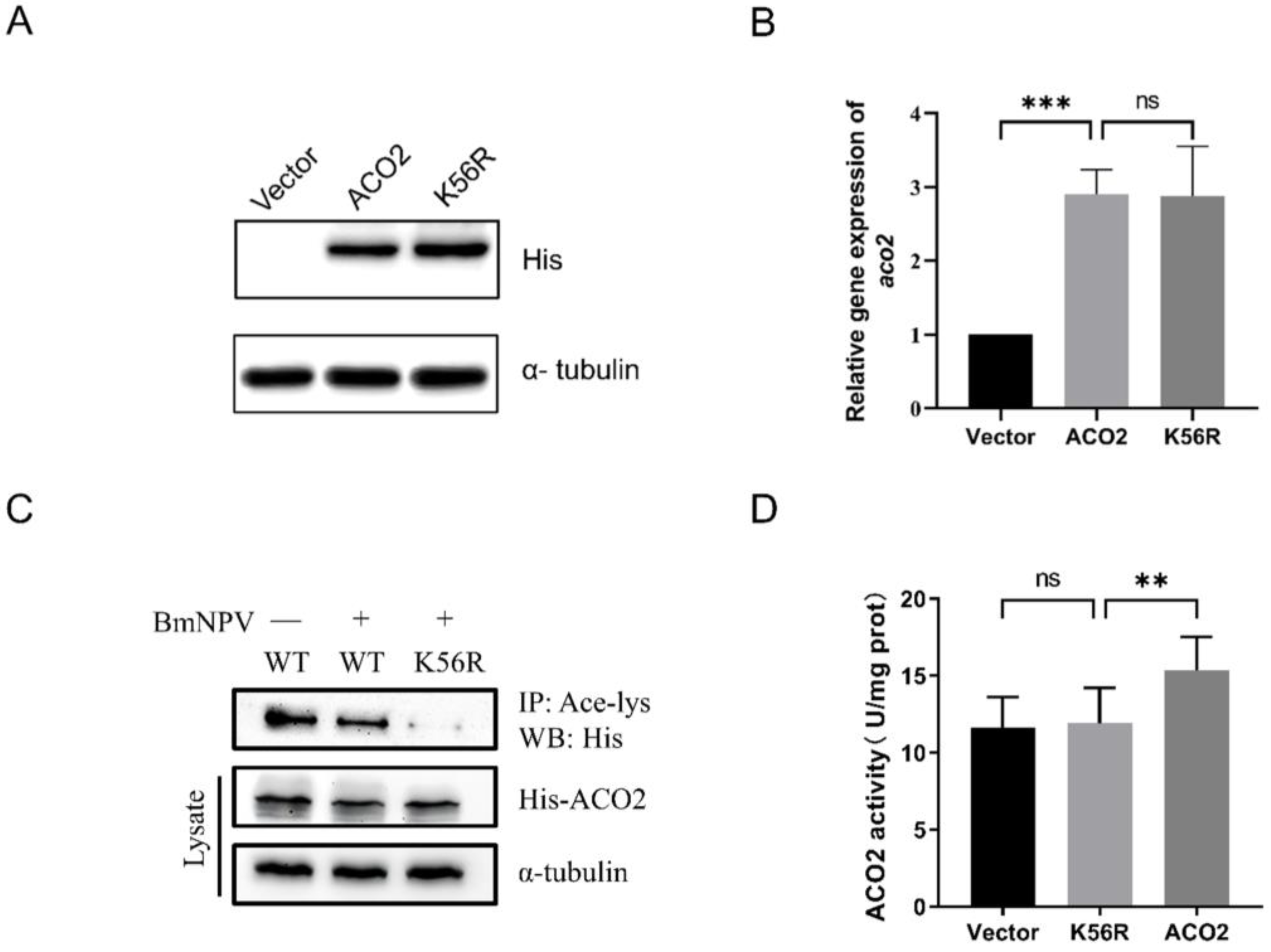 Viruses 15 02084 g002