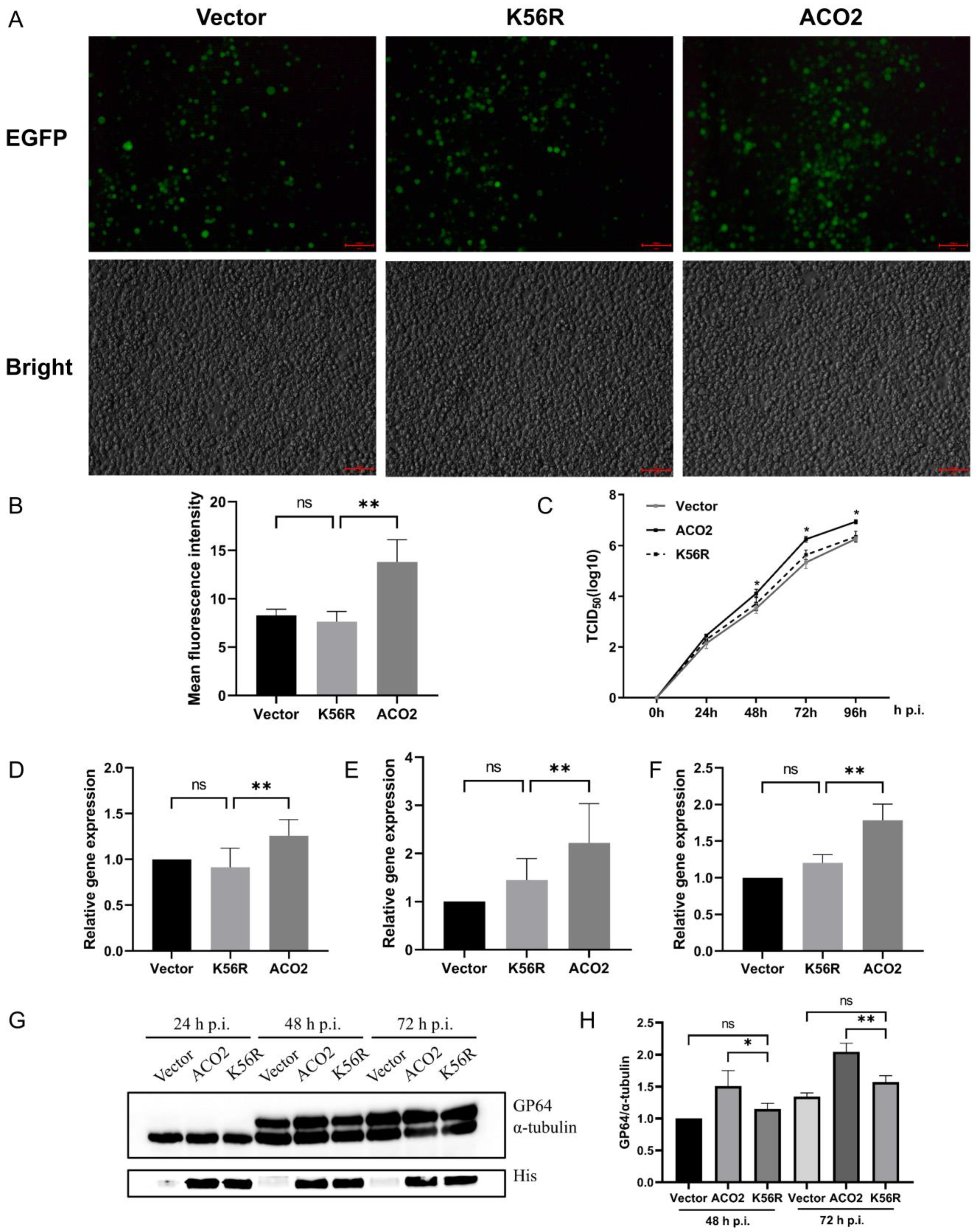 Viruses 15 02084 g004