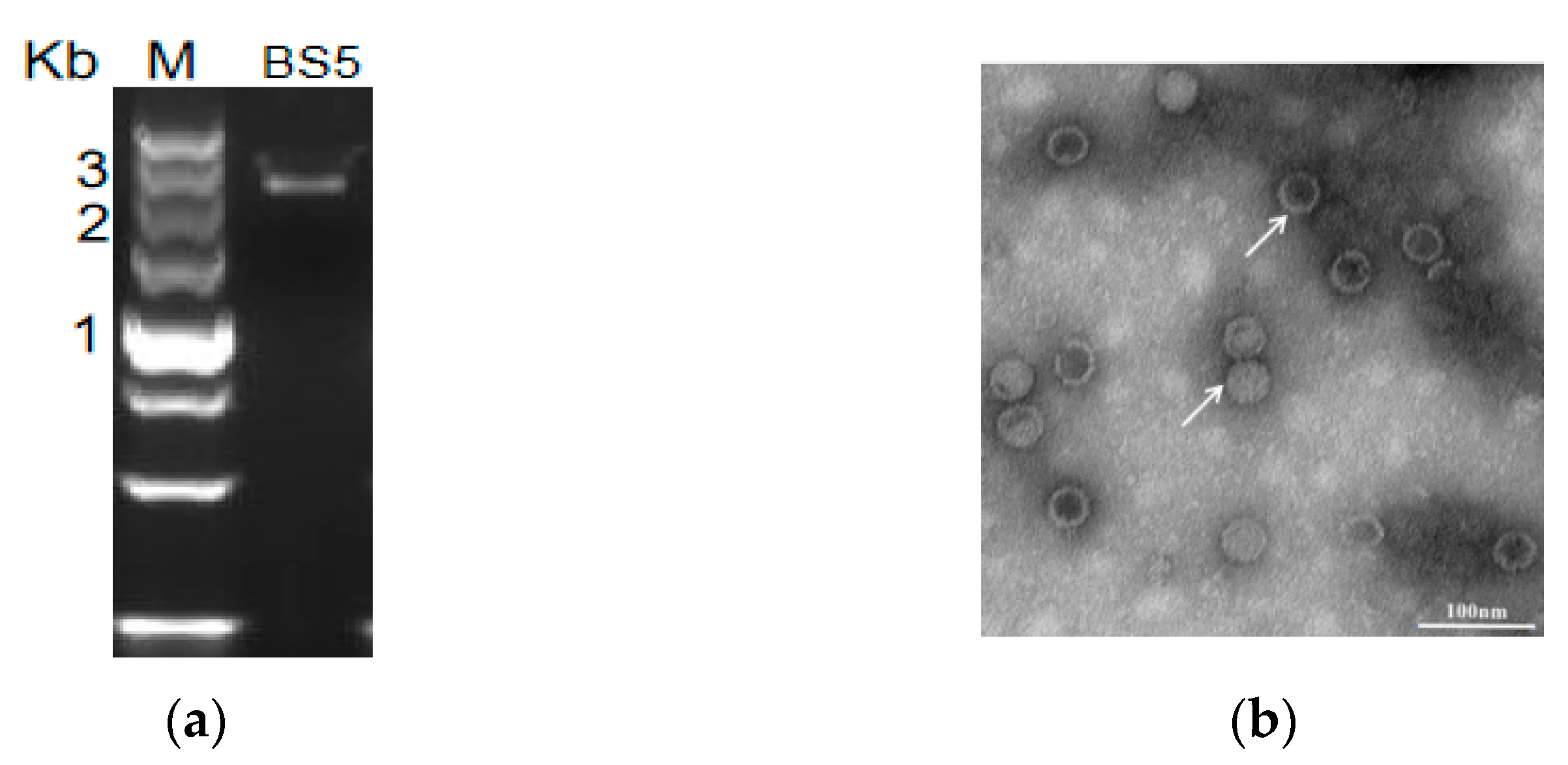 Viruses 15 02088 g001a