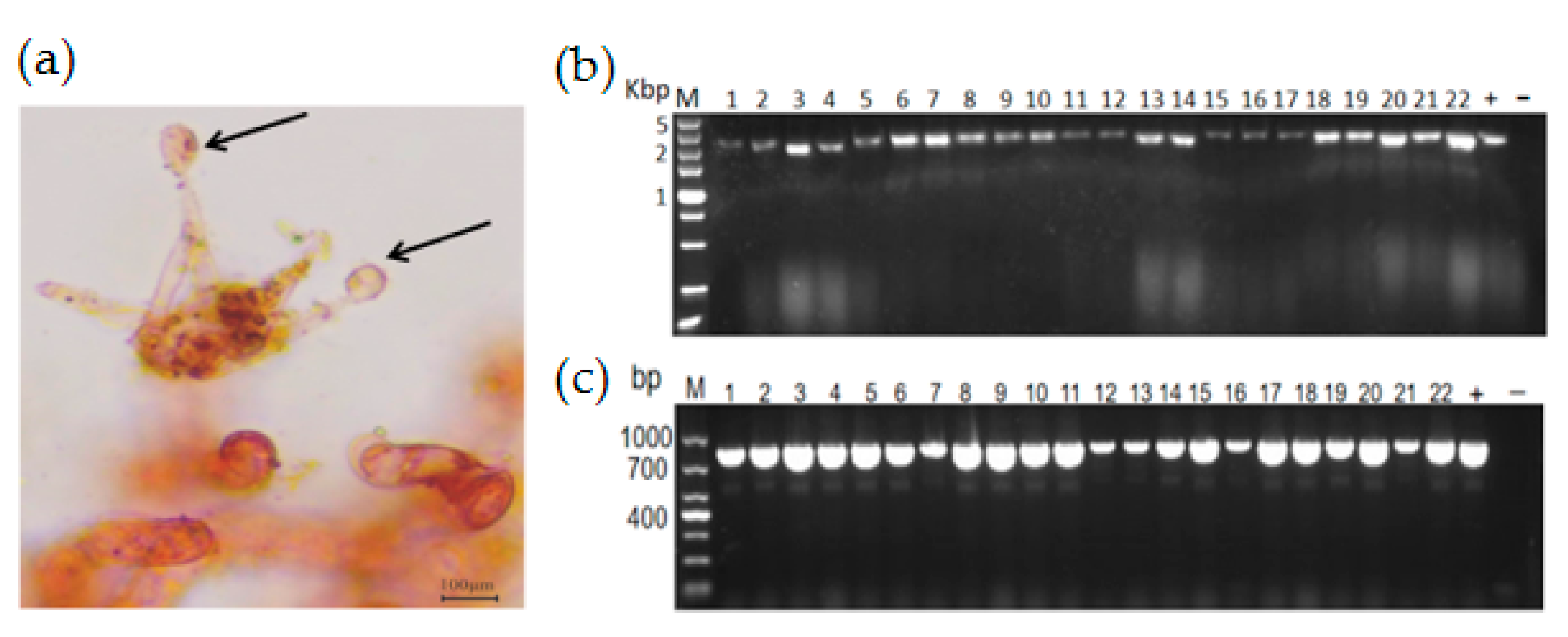Viruses 15 02088 g004