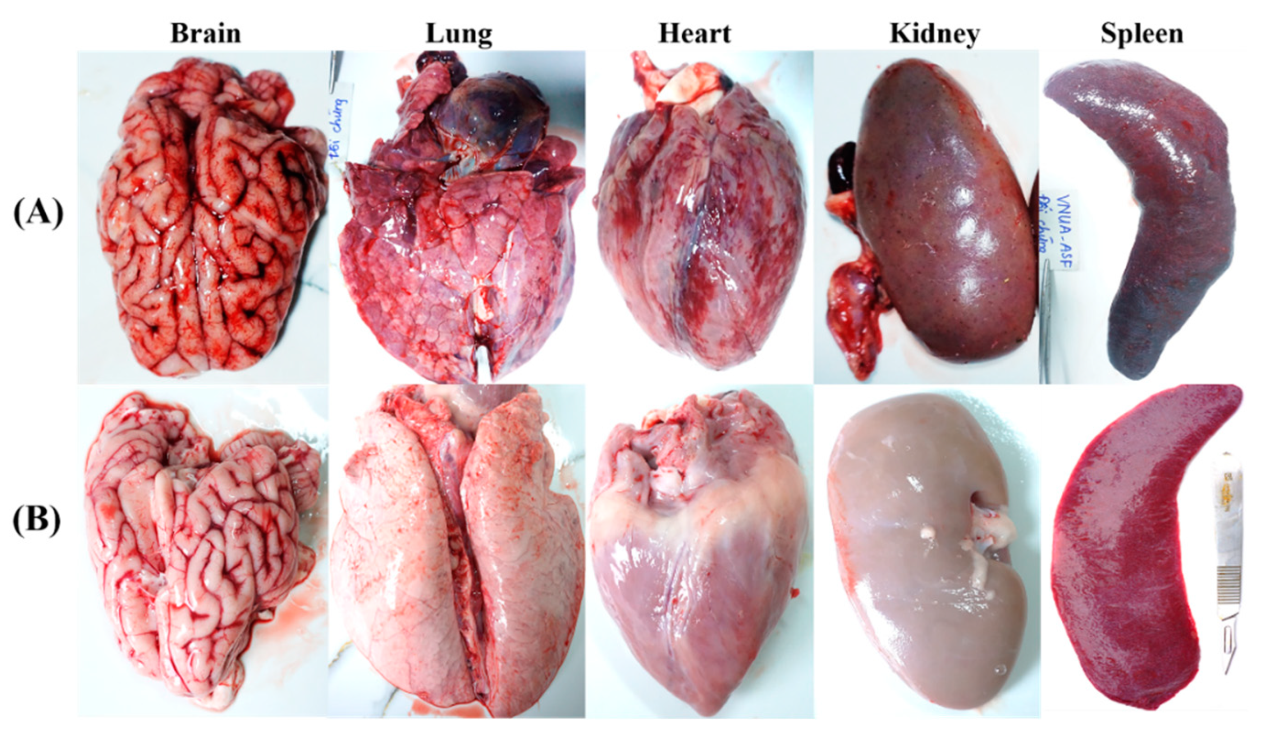 Viruses 15 02089 g006