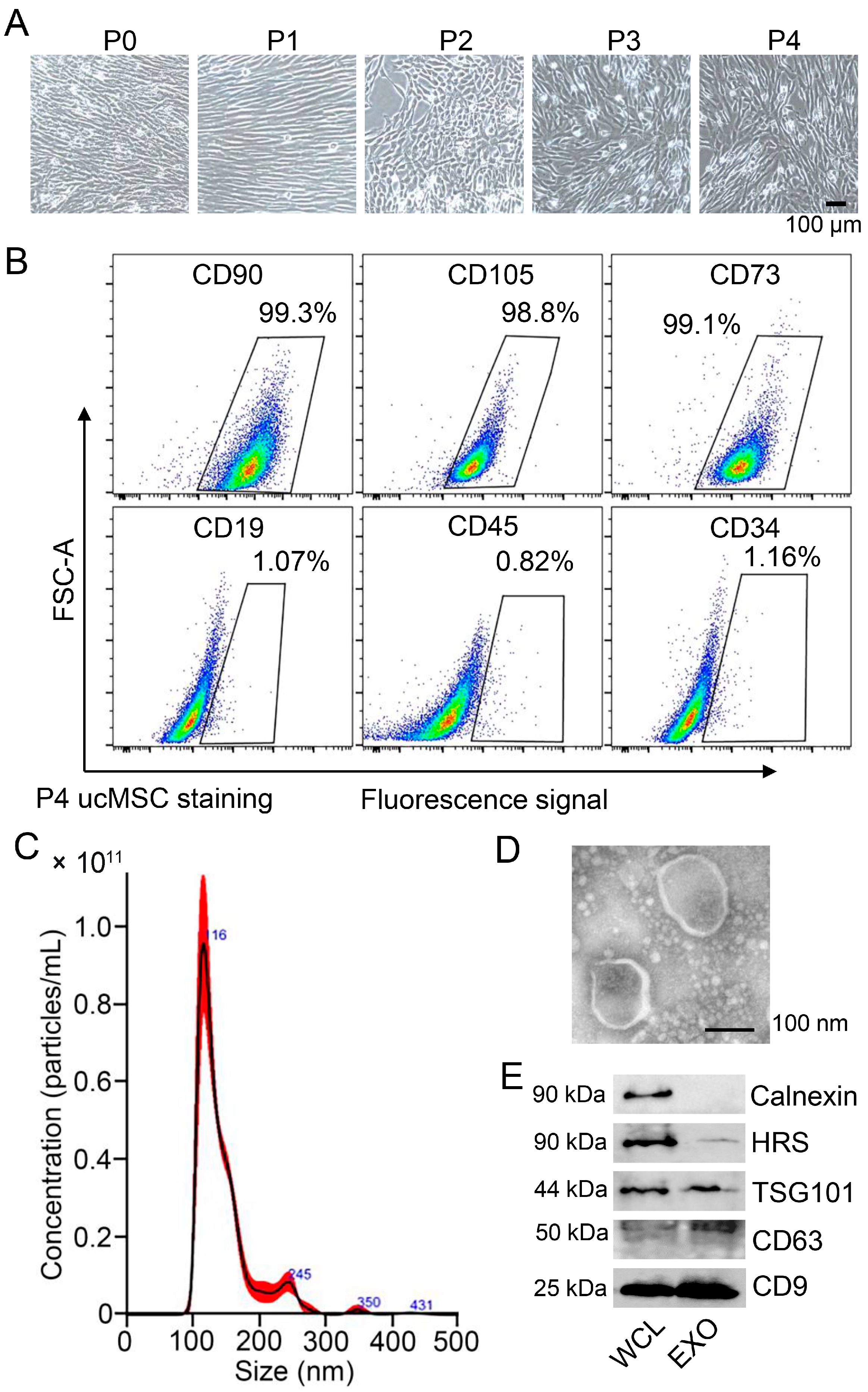 Viruses 15 02094 g001