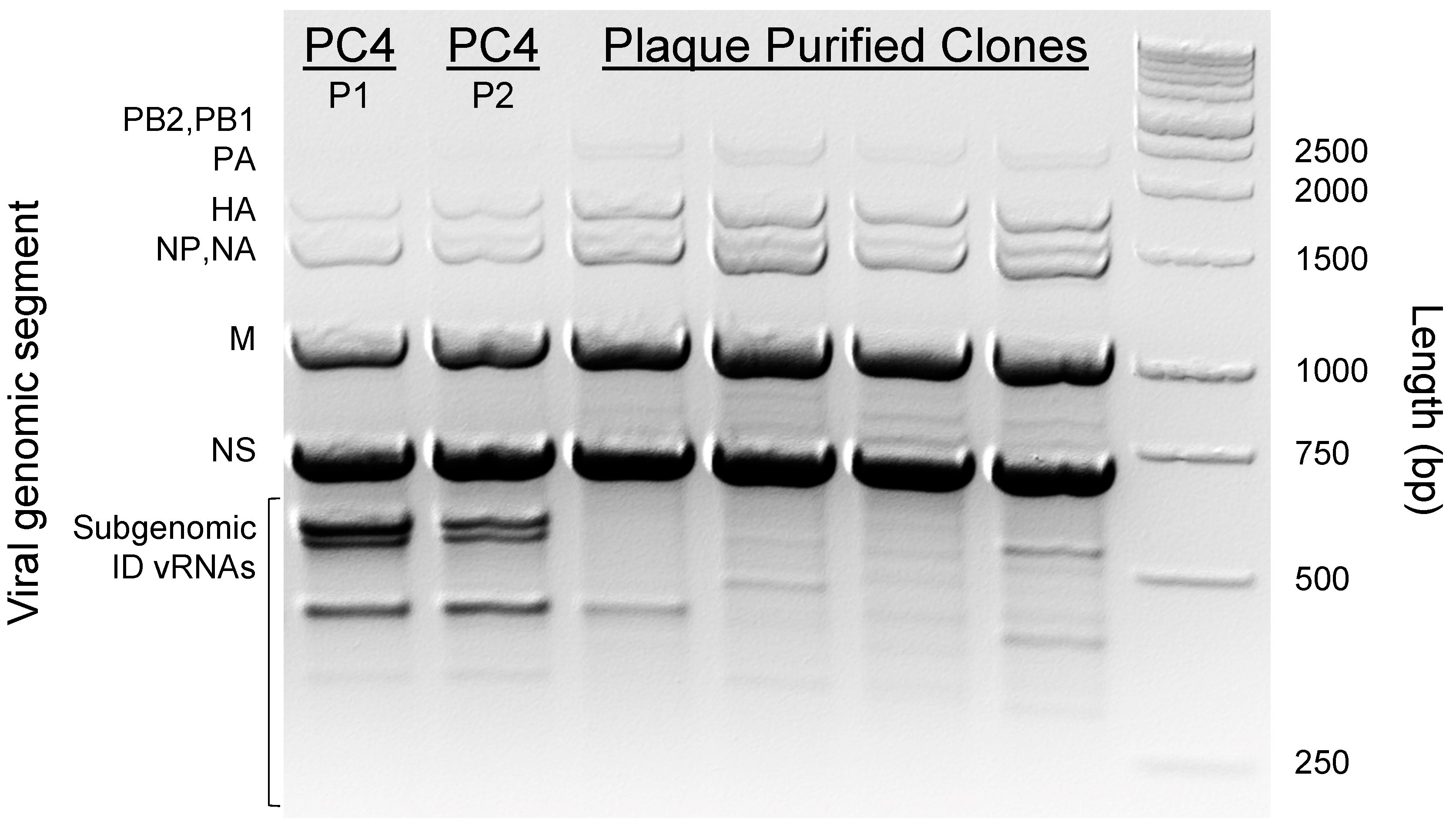 Viruses 15 02107 g001 Viruses 15 02107 g001