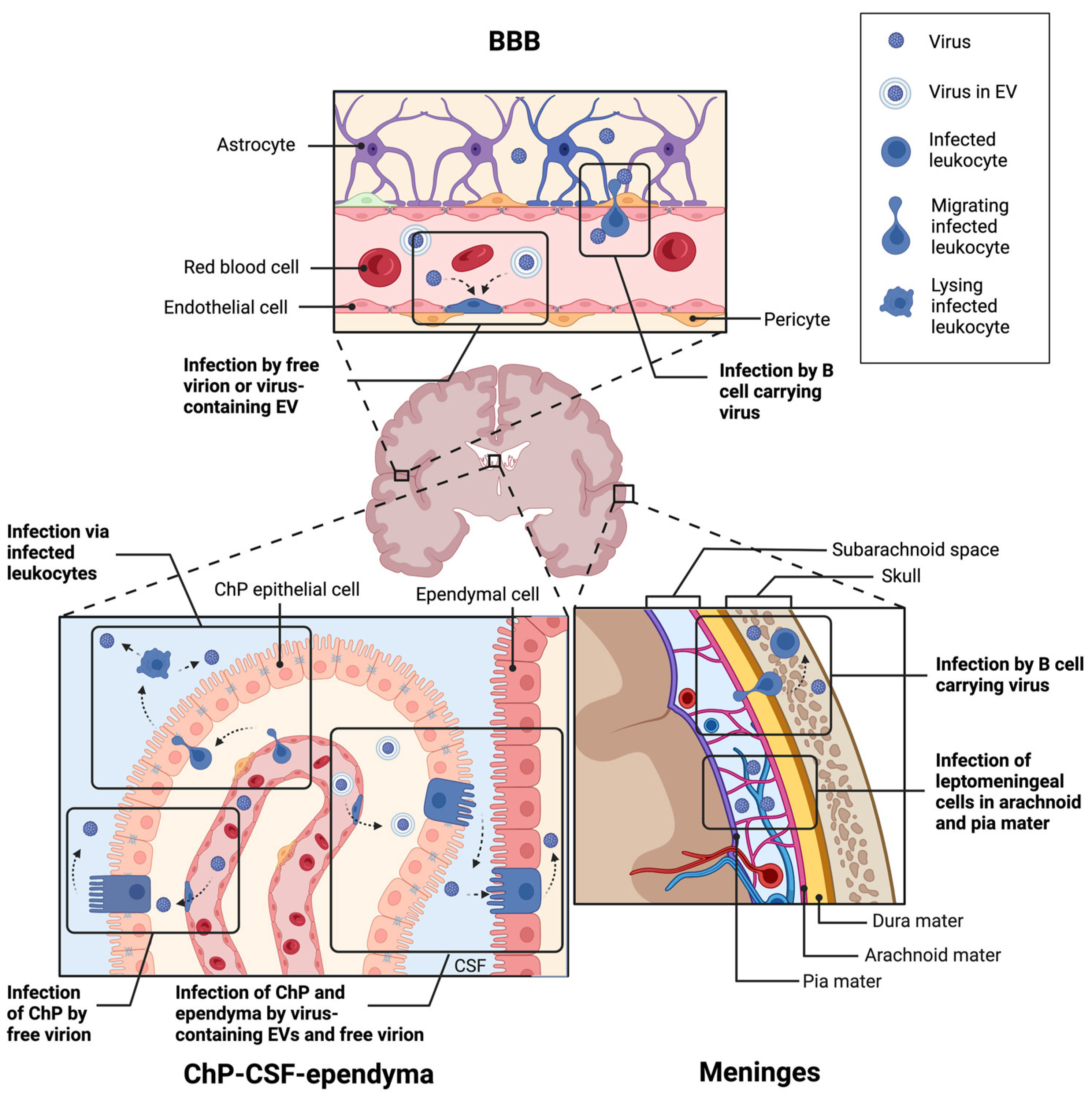 Viruses 15 02112 g002