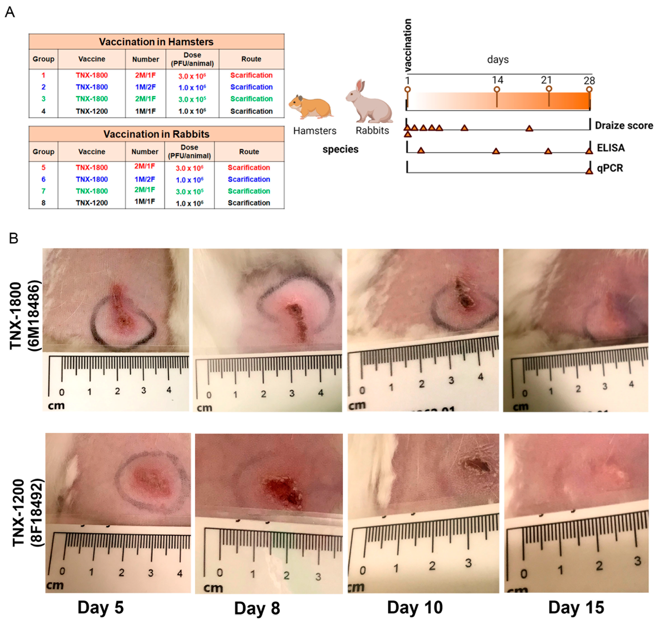 Viruses 15 02131 g001