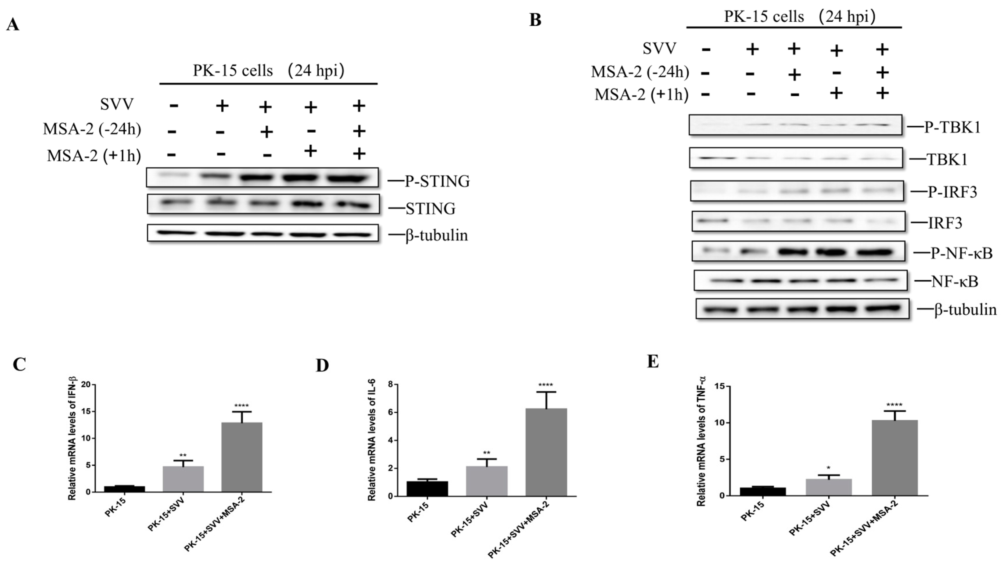 Viruses 15 02138 g002