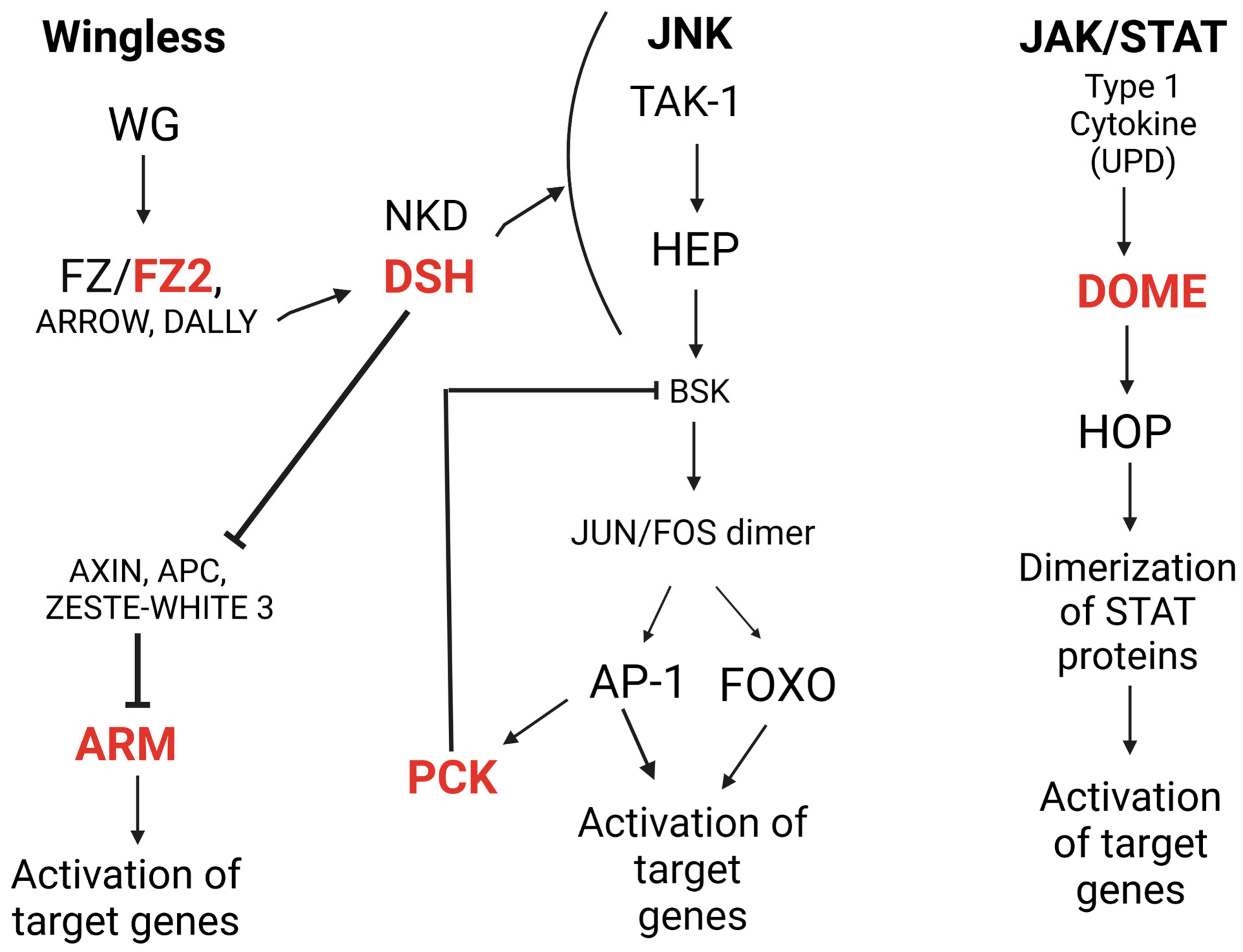 Viruses 15 02140 g001 Viruses 15 02140 g001