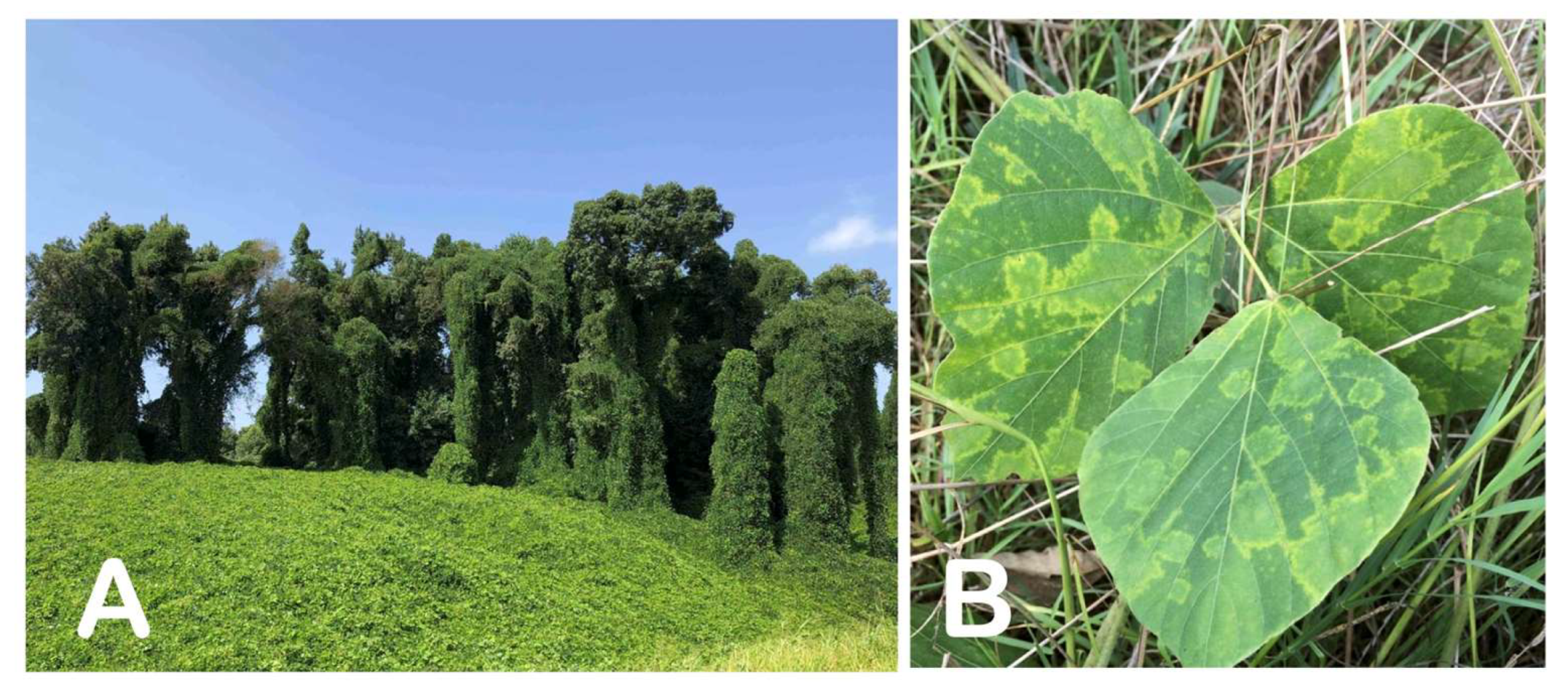 Viruses 15 02145 g002