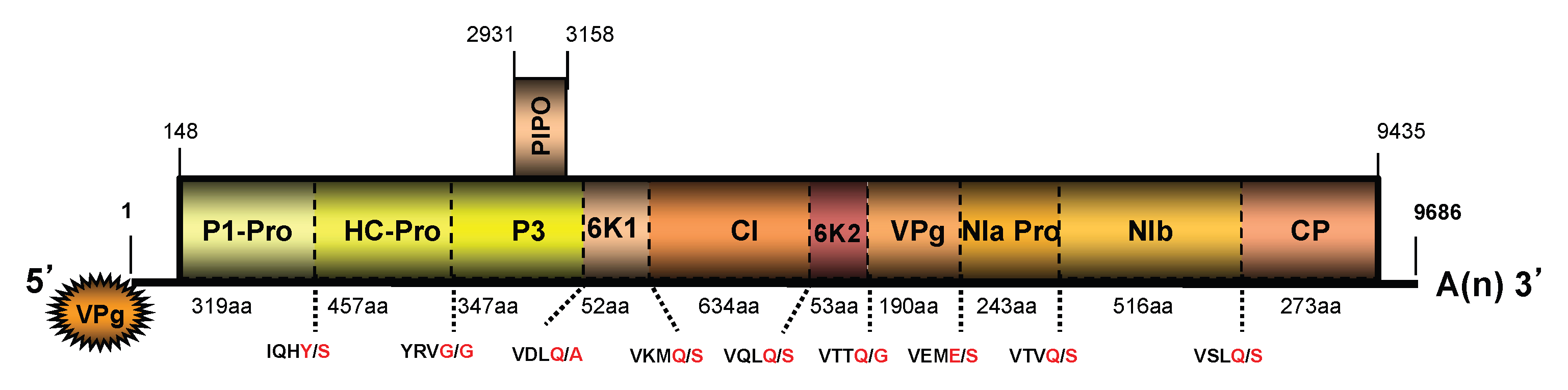 Viruses 15 02145 g004