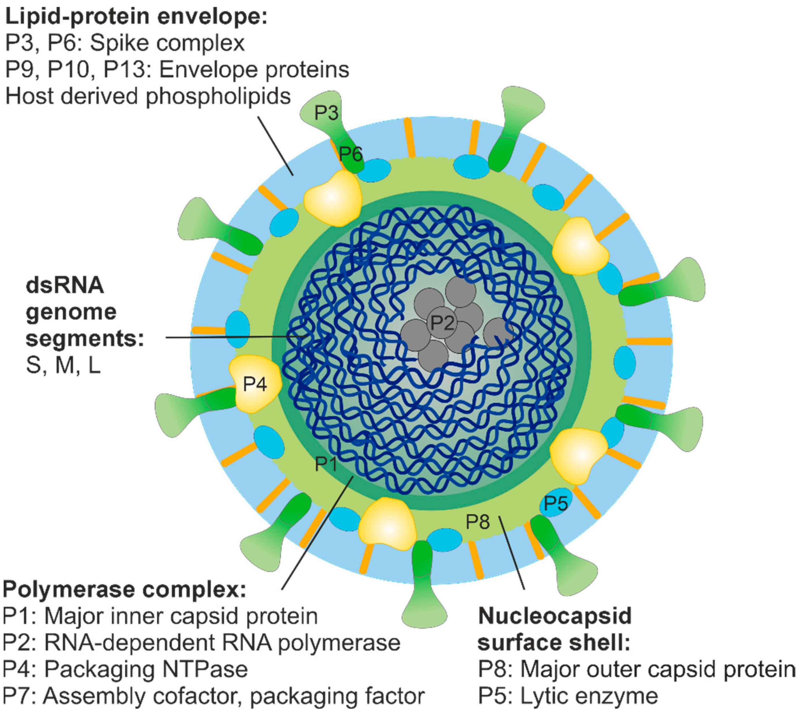 Viruses 15 02154 g001