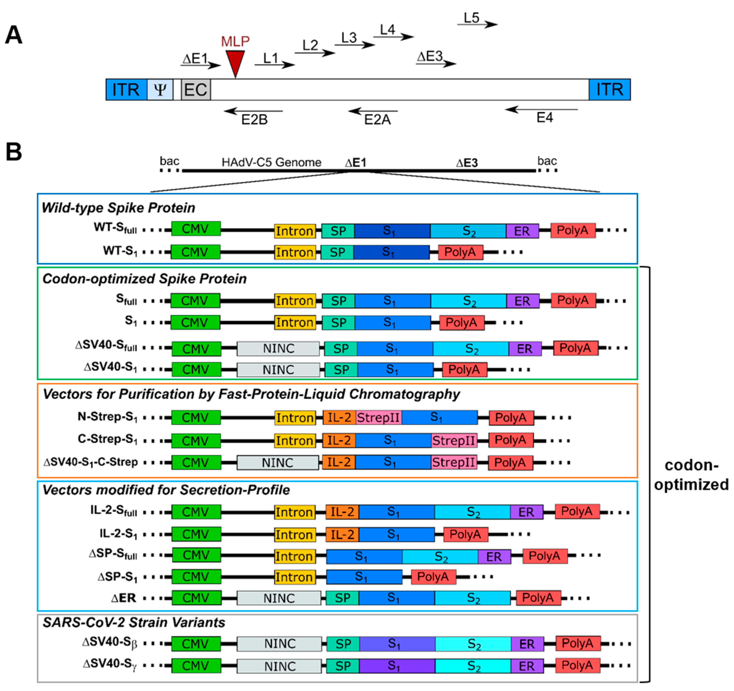 Viruses 15 02155 g001