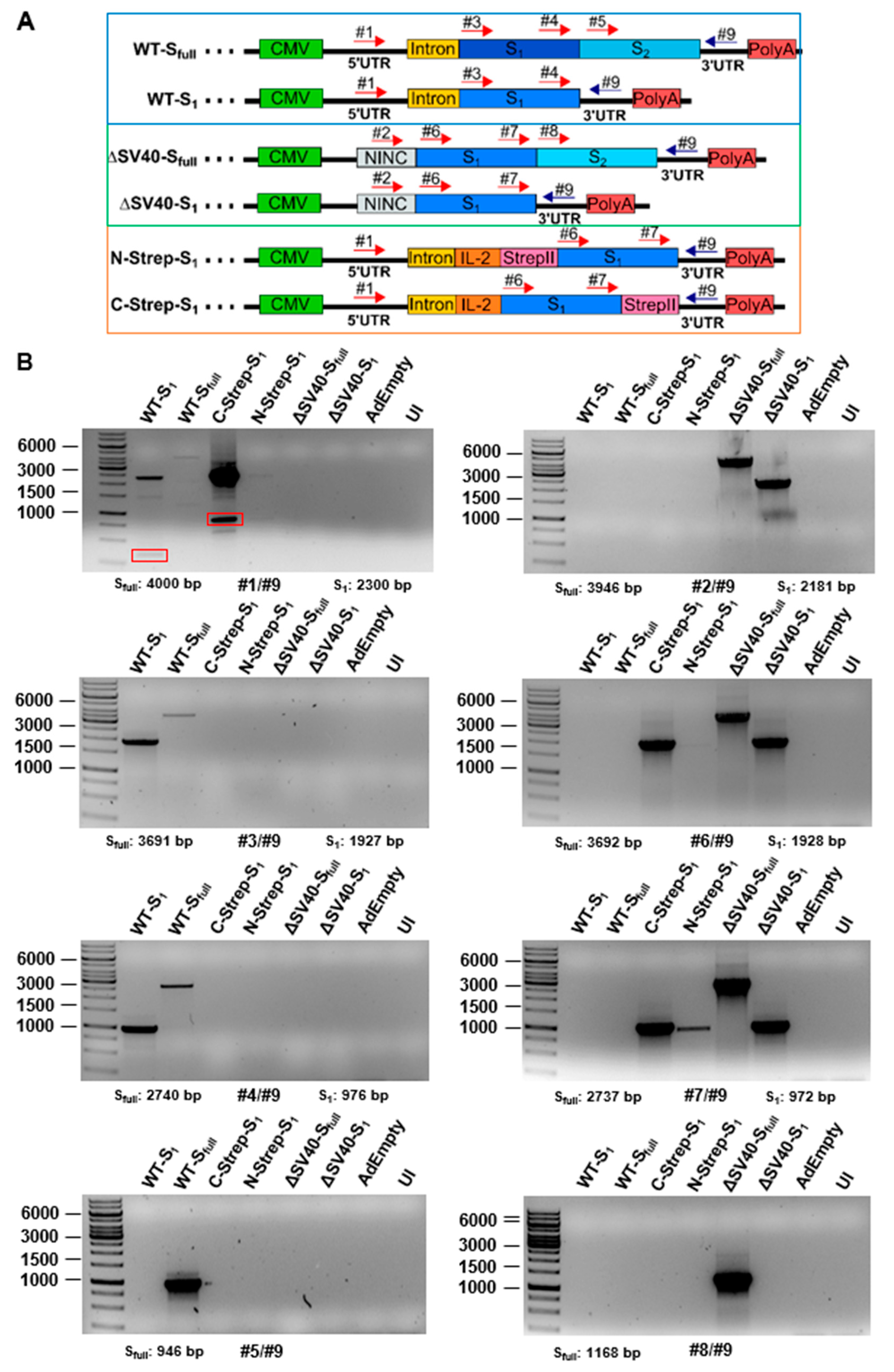 Viruses 15 02155 g005