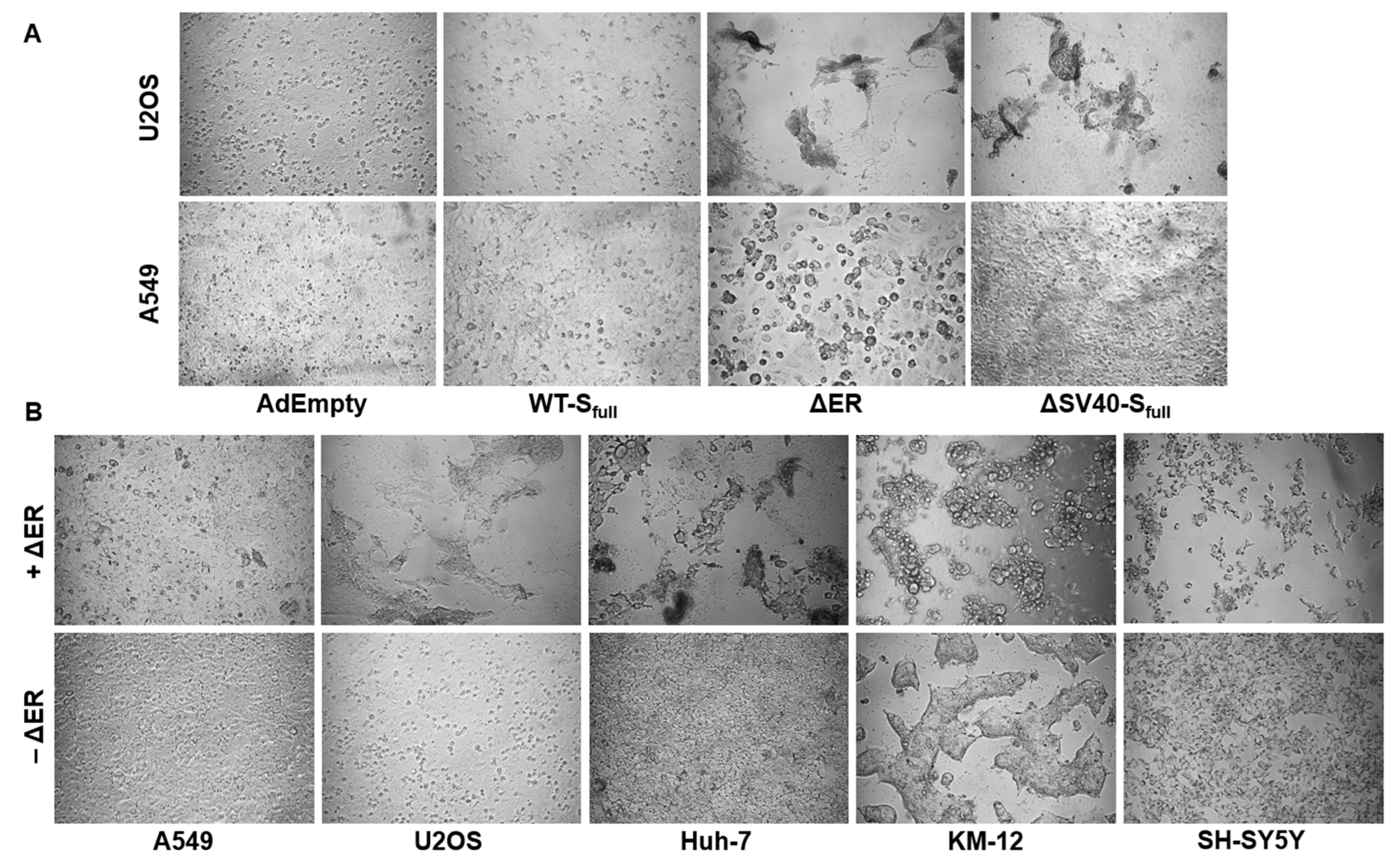 Viruses 15 02155 g007a