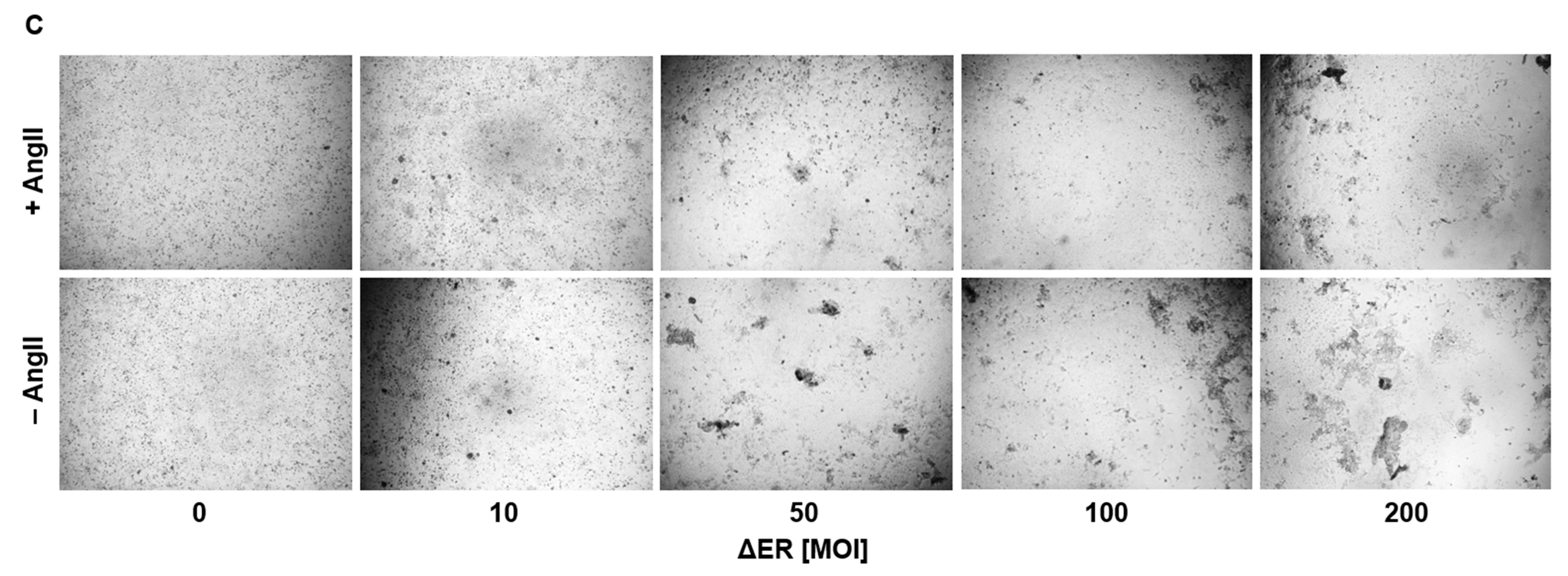 Viruses 15 02155 g007b