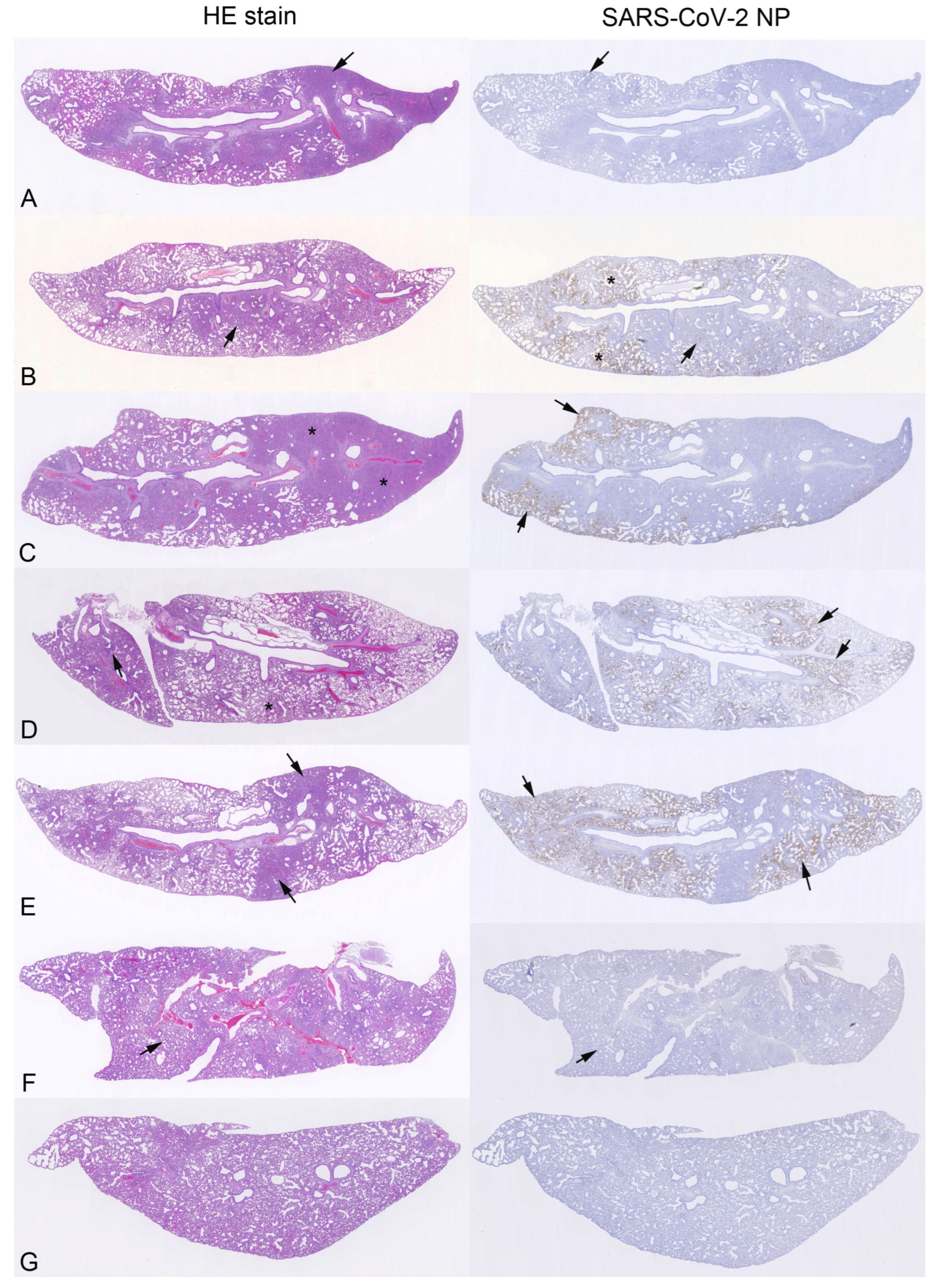 Viruses 15 02161 g006