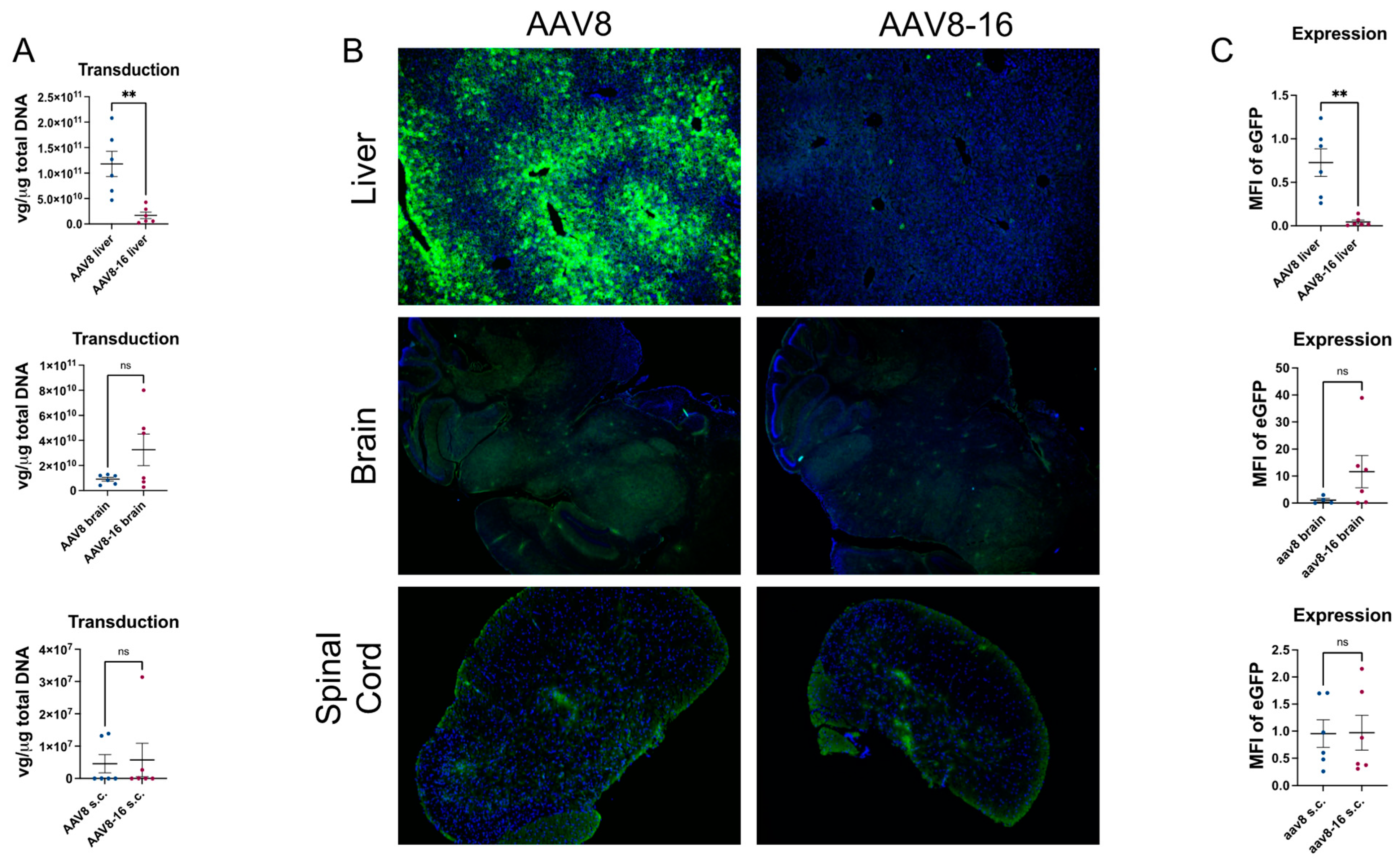 Viruses 15 02168 g005