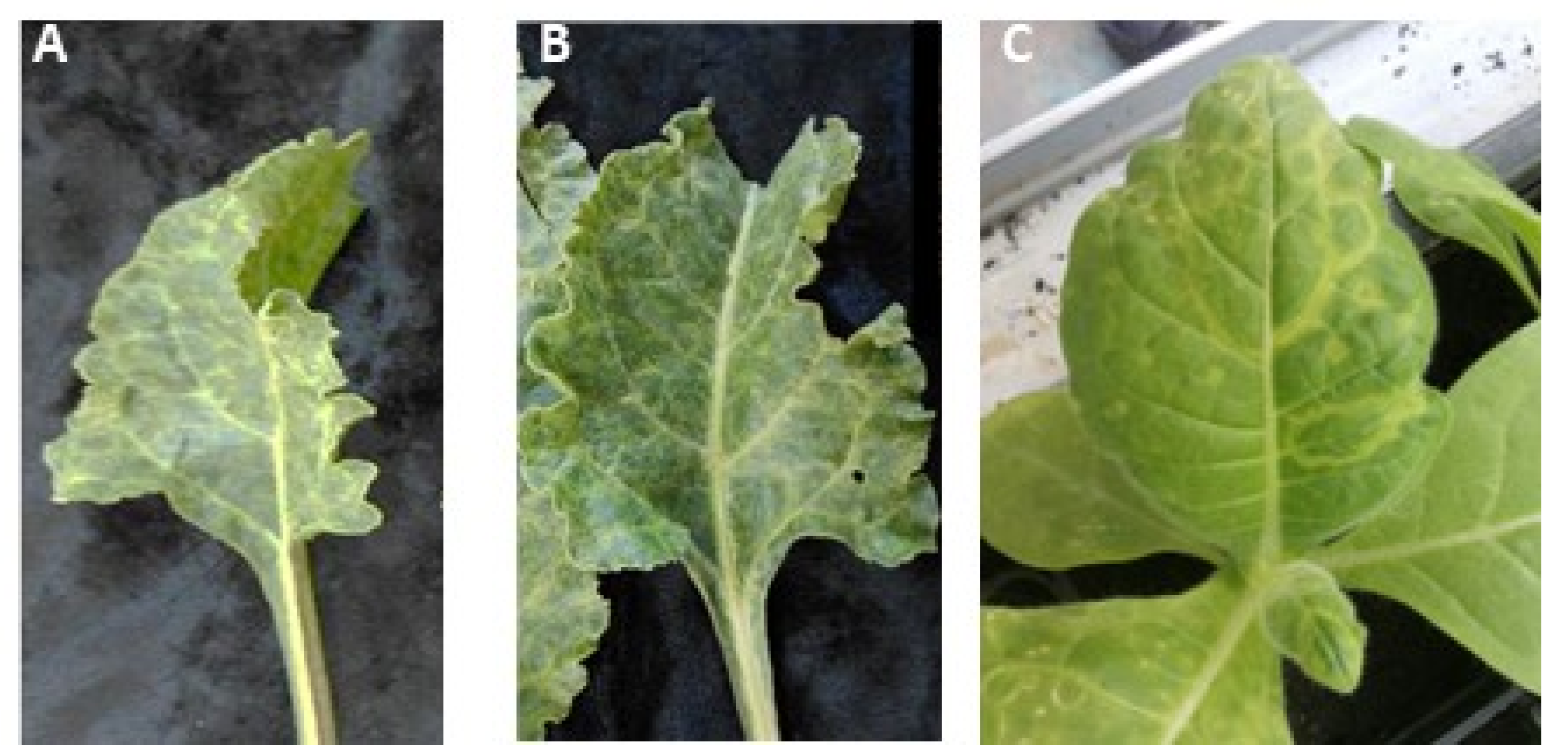 Viruses 15 02170 g001