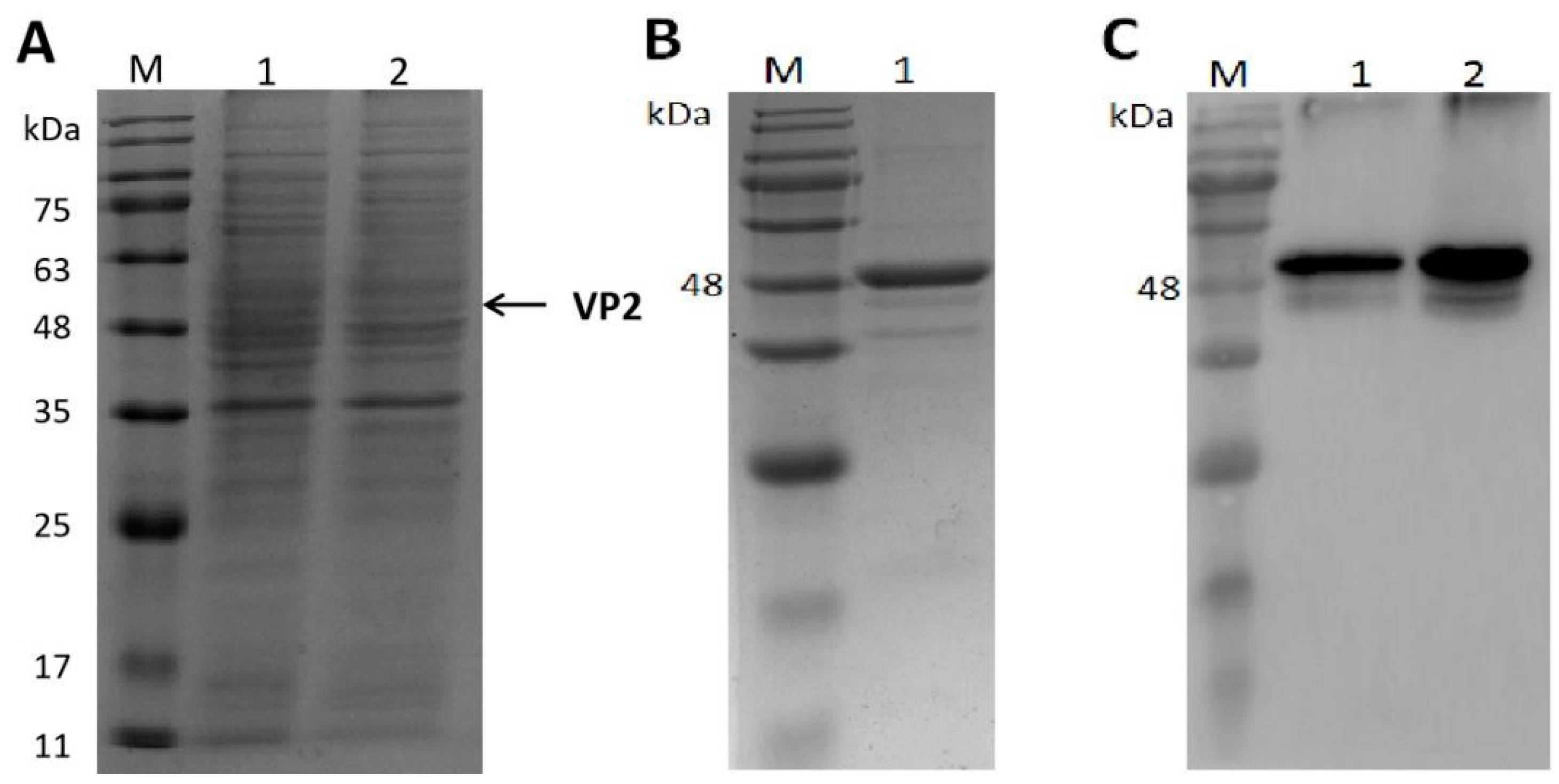 Viruses 15 02178 g001 Viruses 15 02178 g001