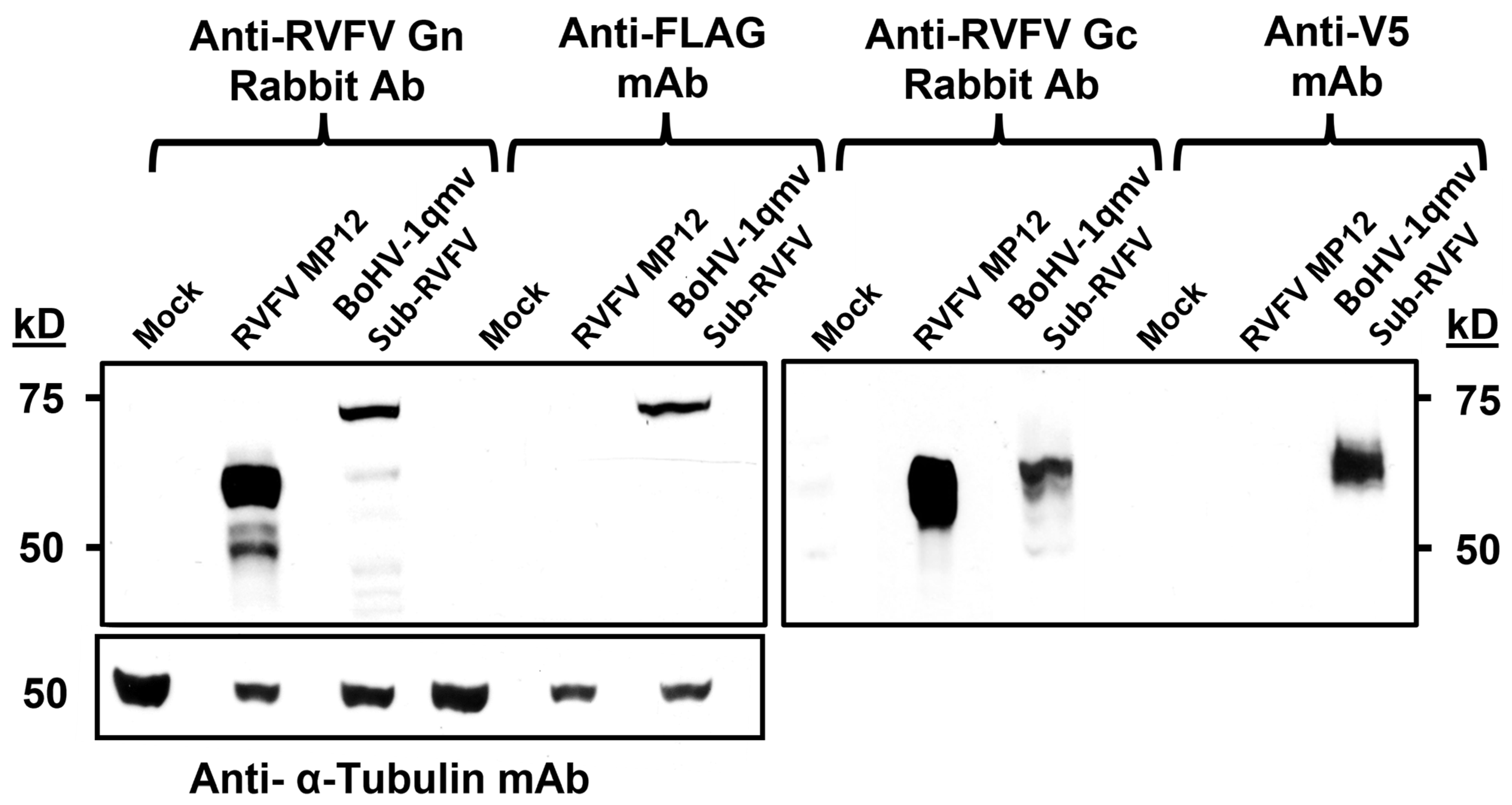 Viruses 15 02183 g003
