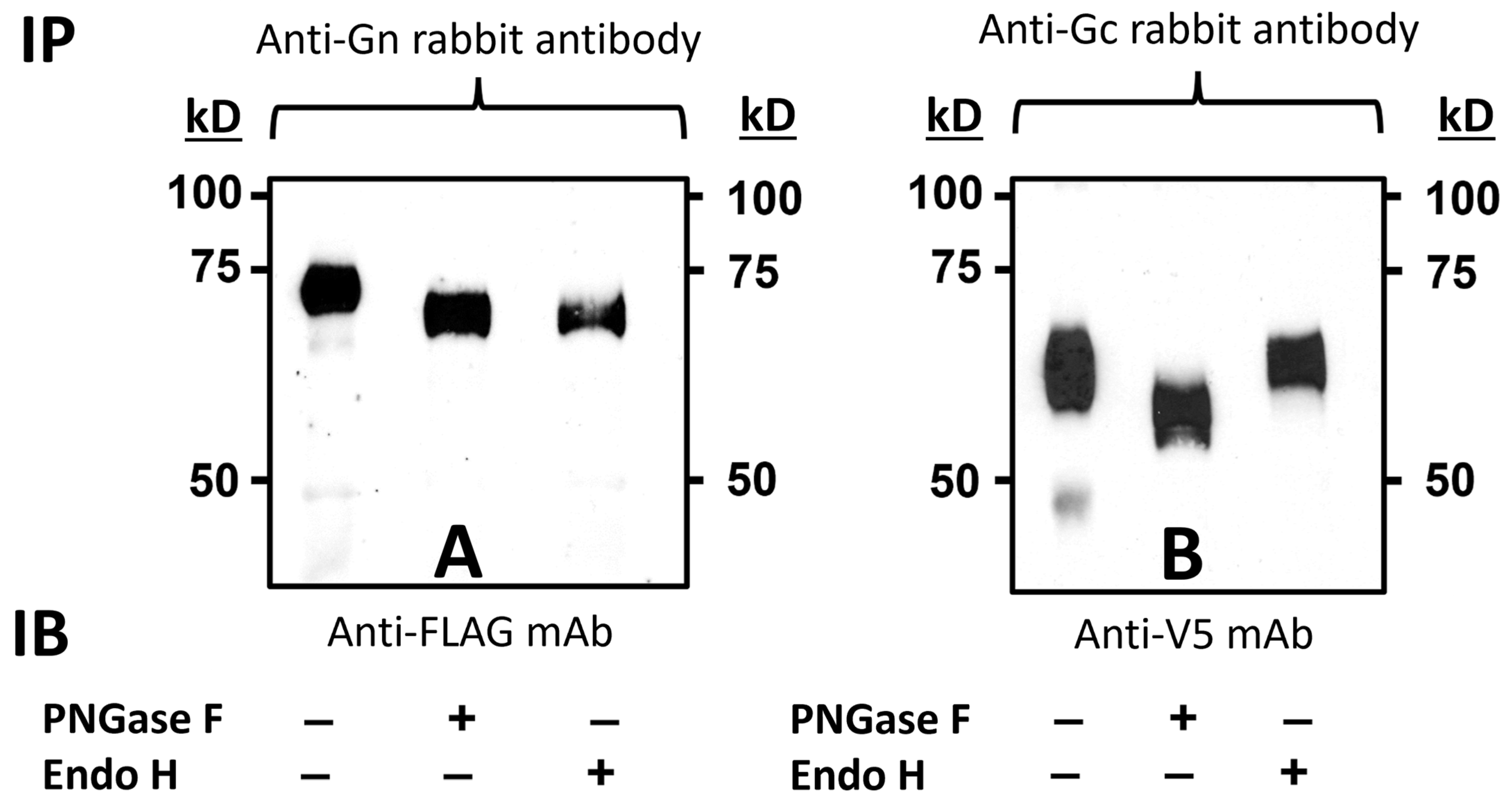 Viruses 15 02183 g004