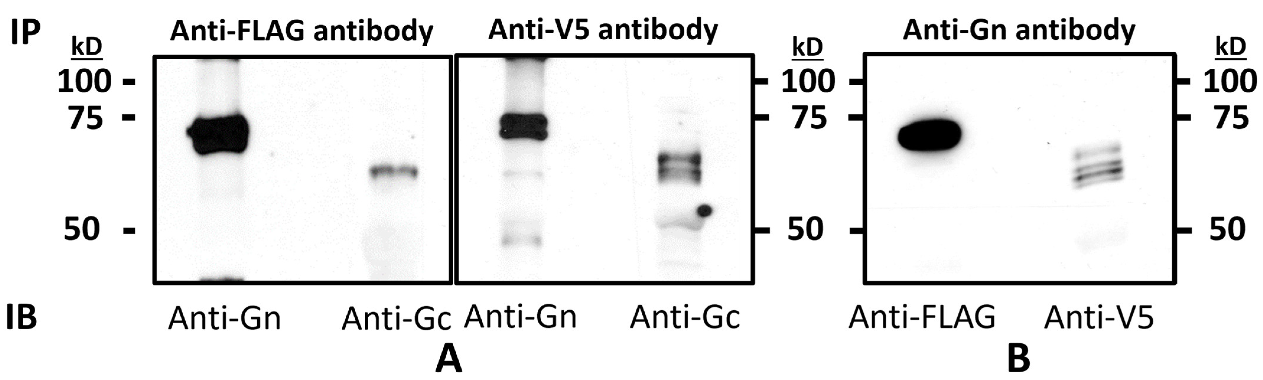 Viruses 15 02183 g005