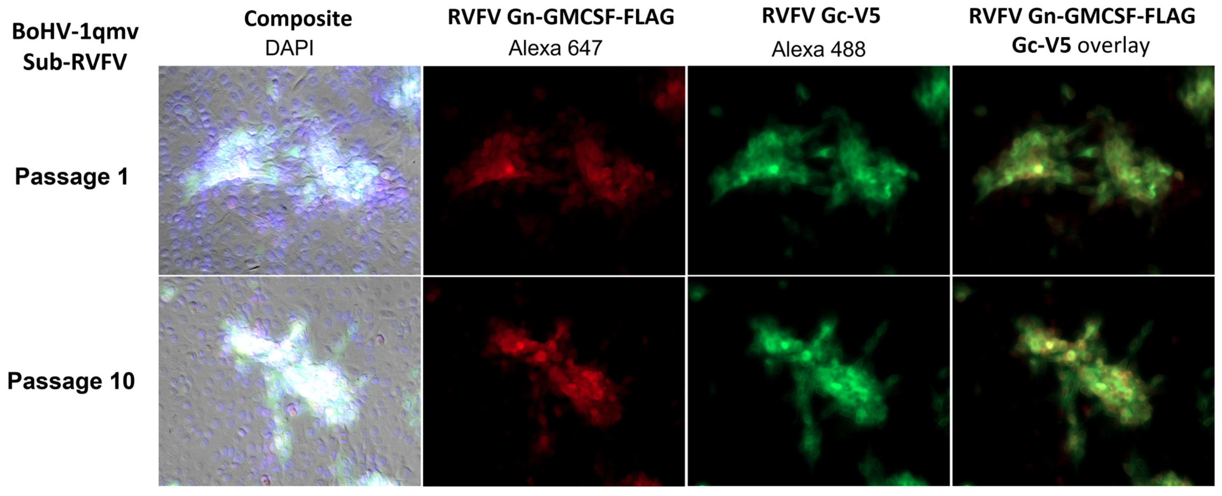 Viruses 15 02183 g007