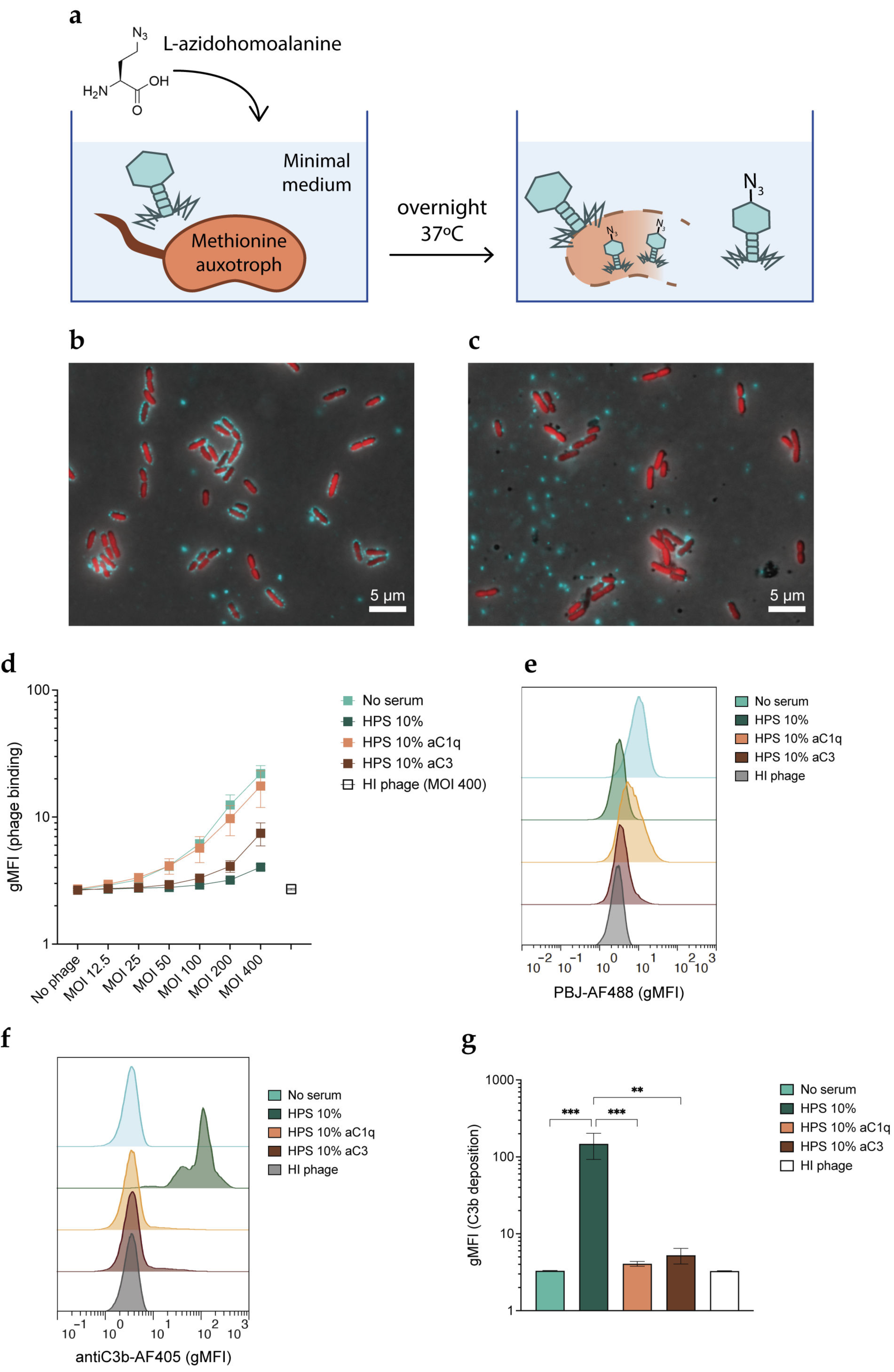 Viruses 15 02211 g004