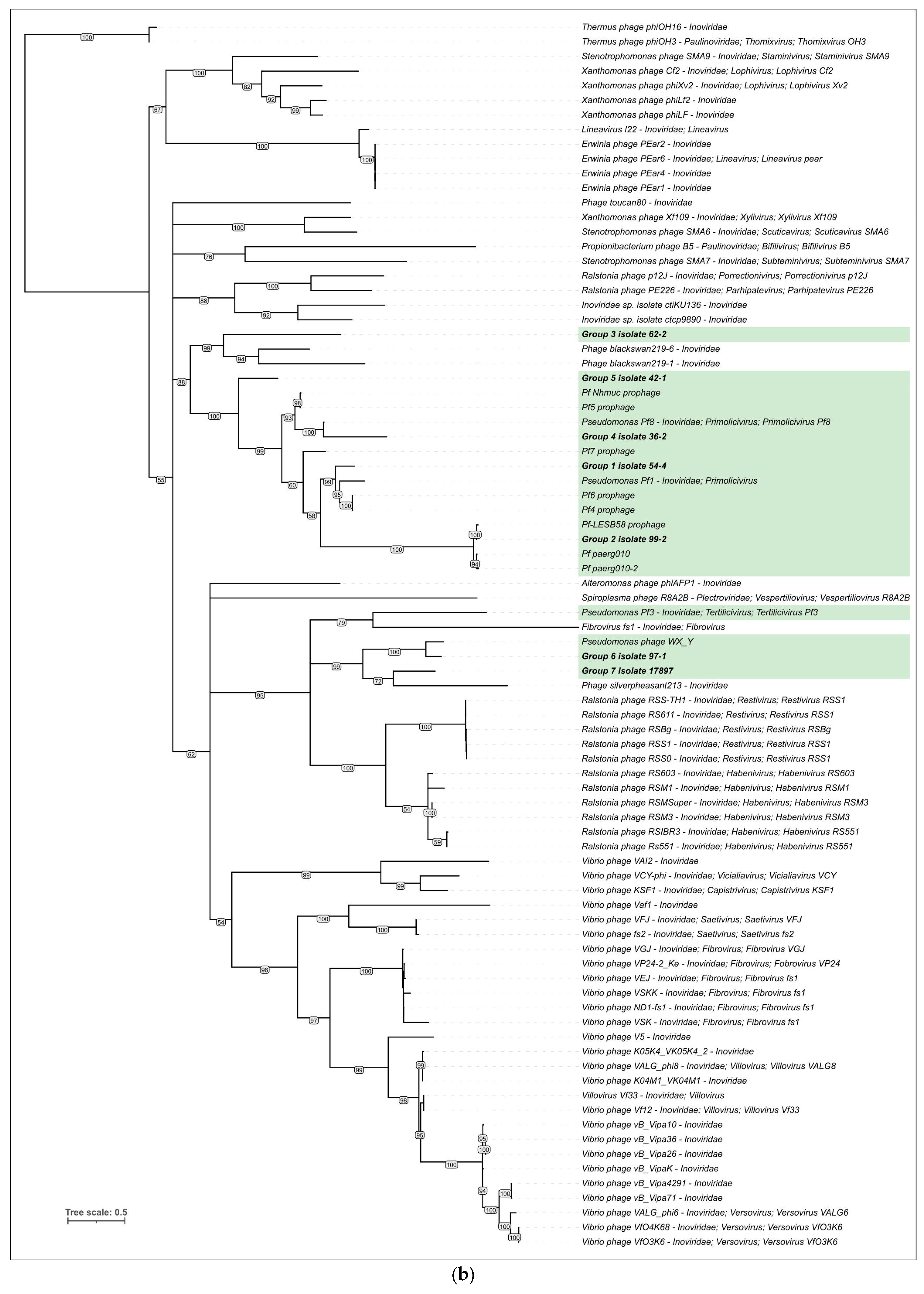 Viruses 15 02215 g004b