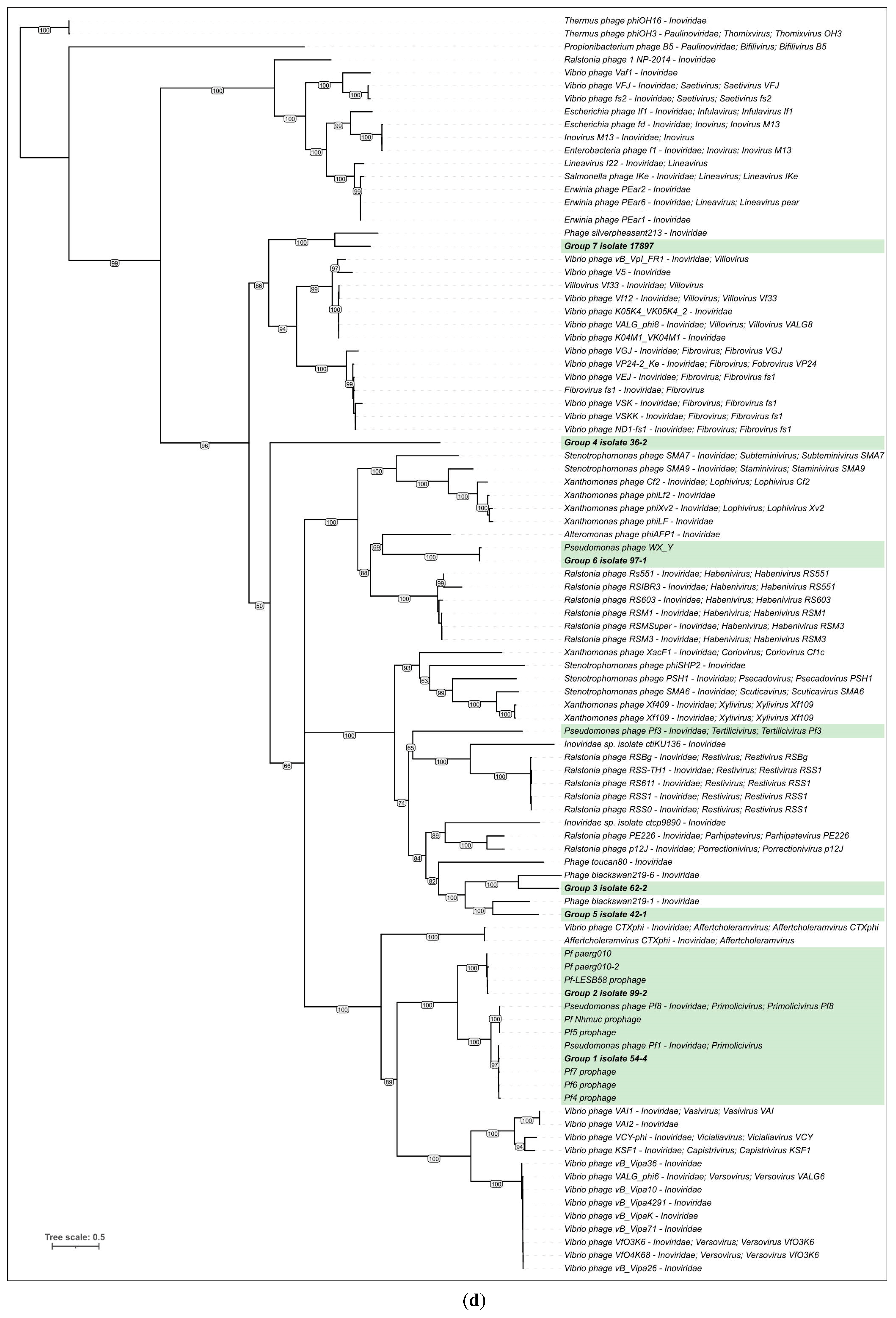 Viruses 15 02215 g004d
