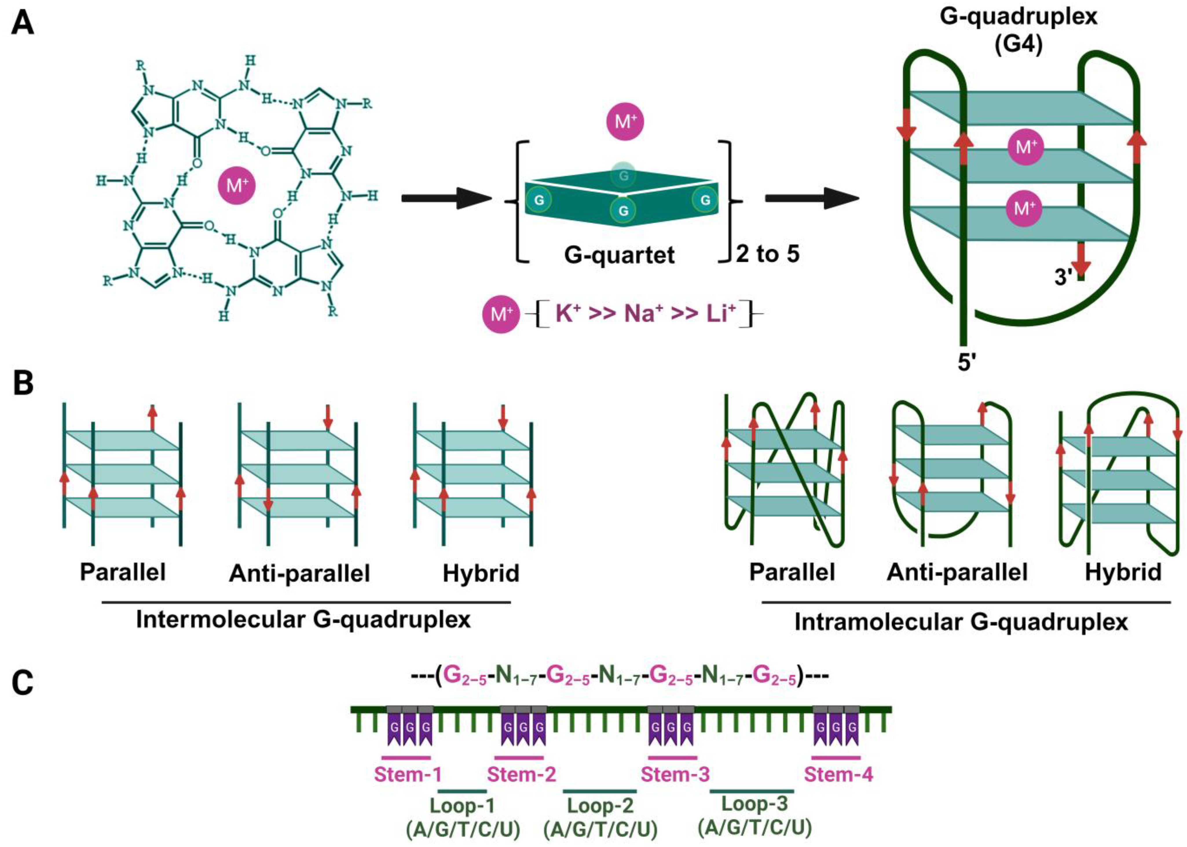 Viruses 15 02216 g001