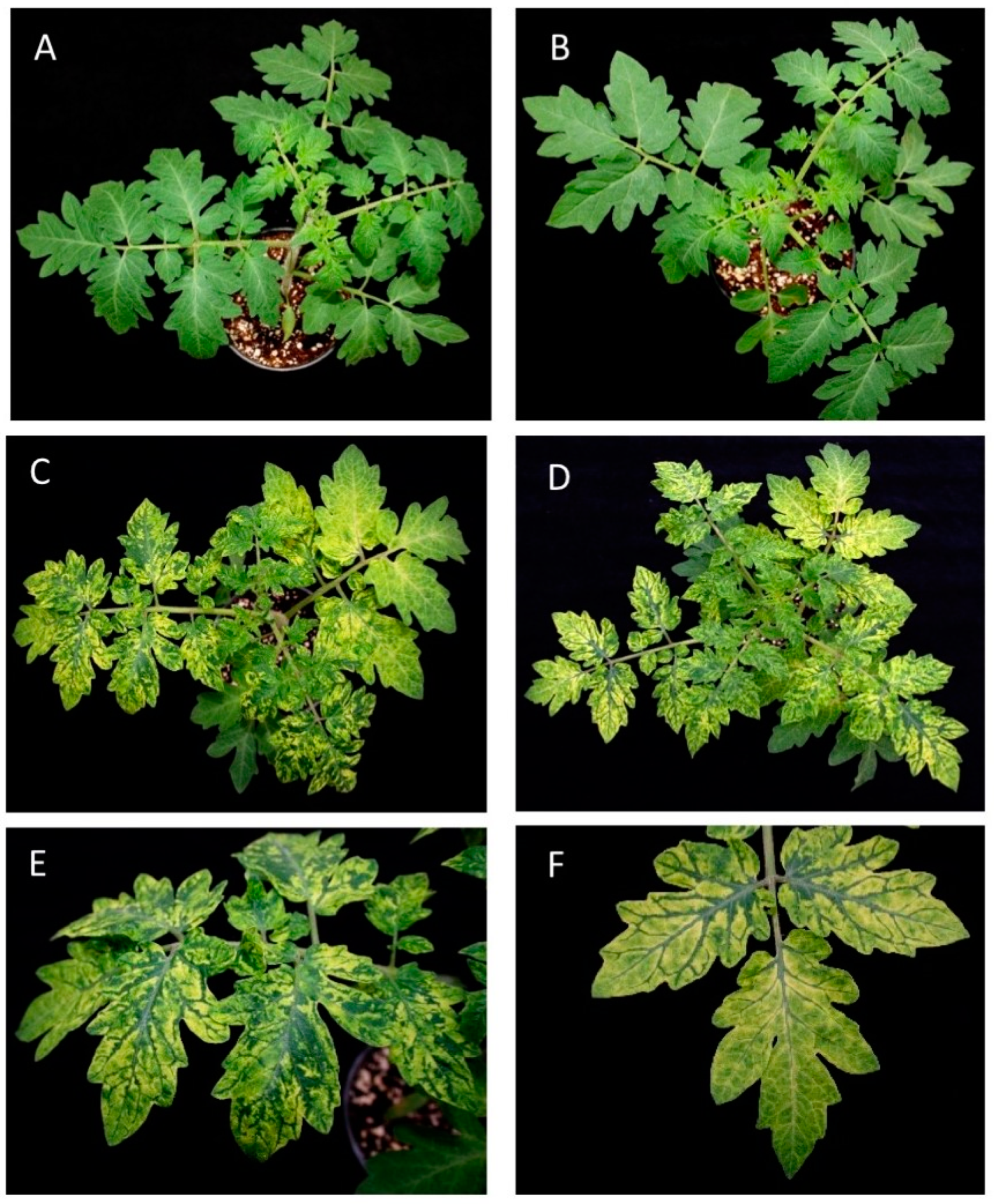 Viruses 15 02230 g001 Viruses 15 02230 g001
