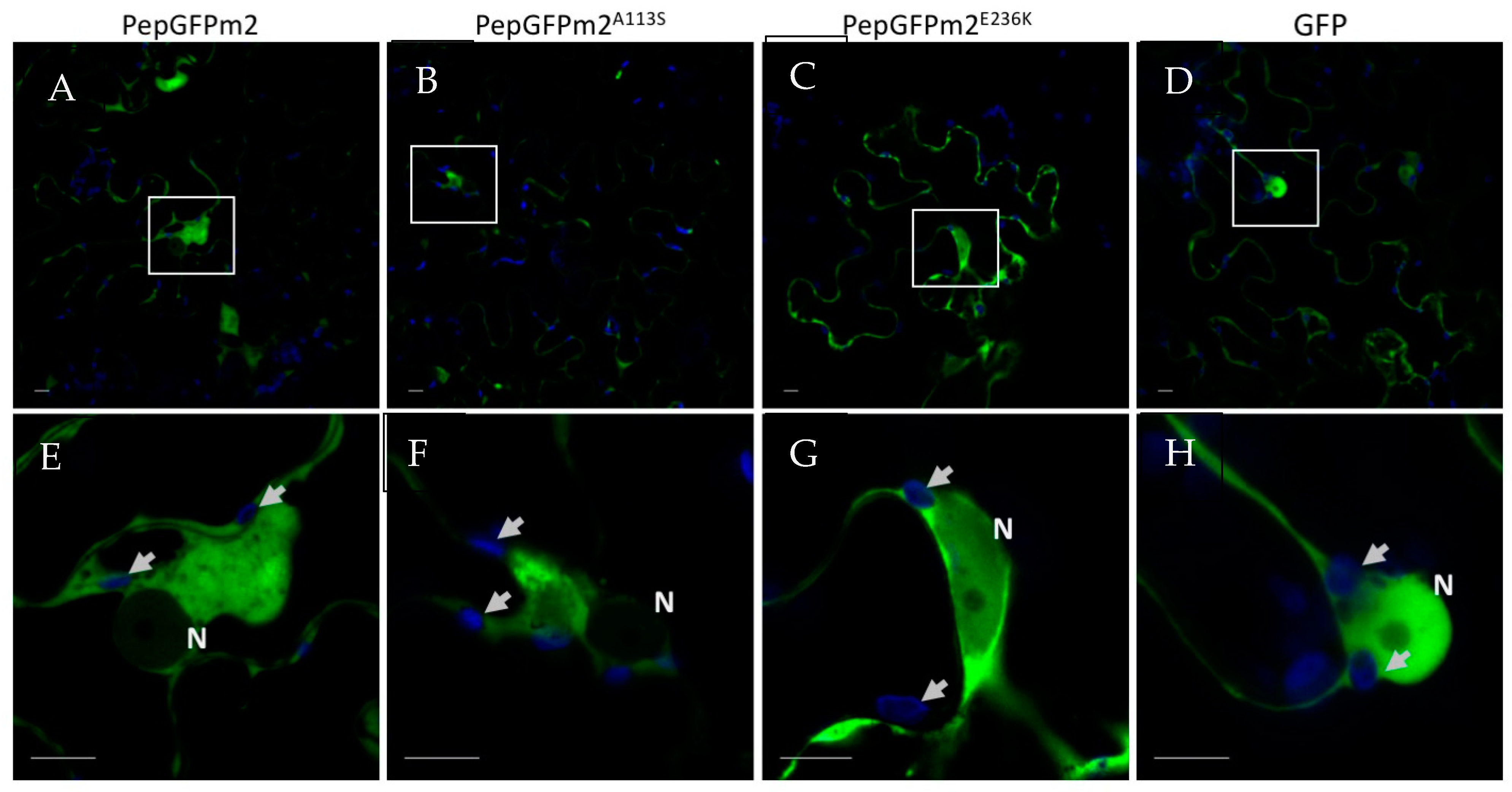 Viruses 15 02230 g005 Viruses 15 02230 g005